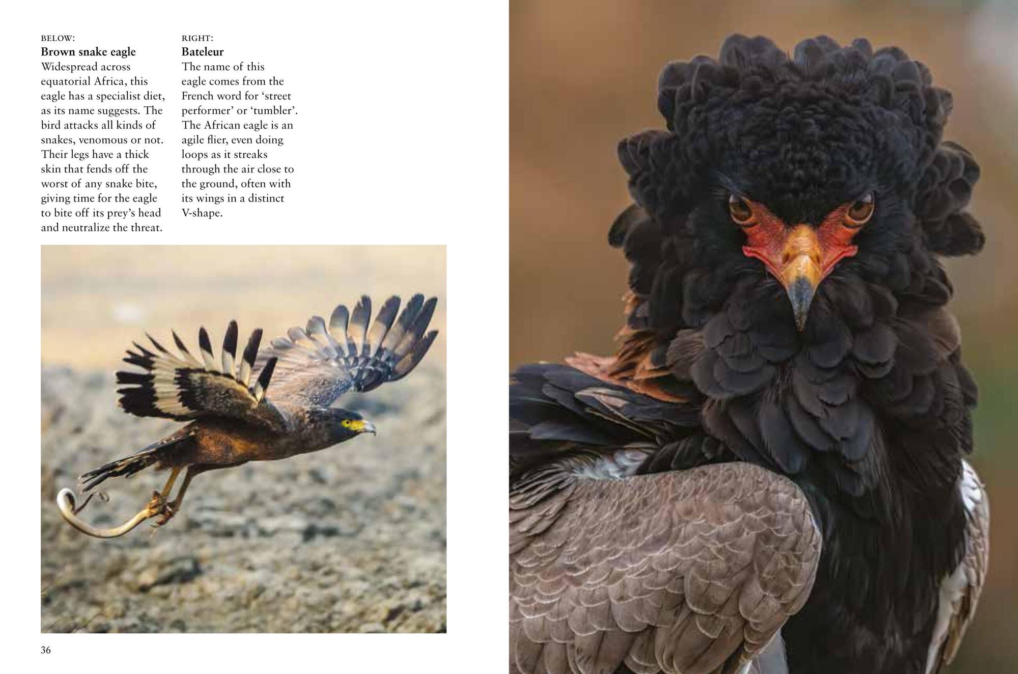 Birds of Prey: Stunning Photographs of the World's Great Hunting Birds