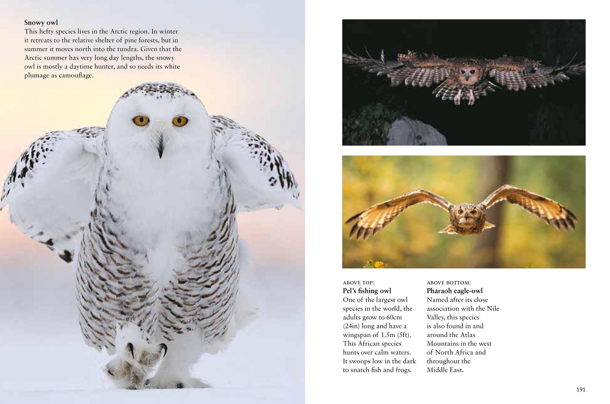 Birds of Prey: Stunning Photographs of the World's Great Hunting Birds
