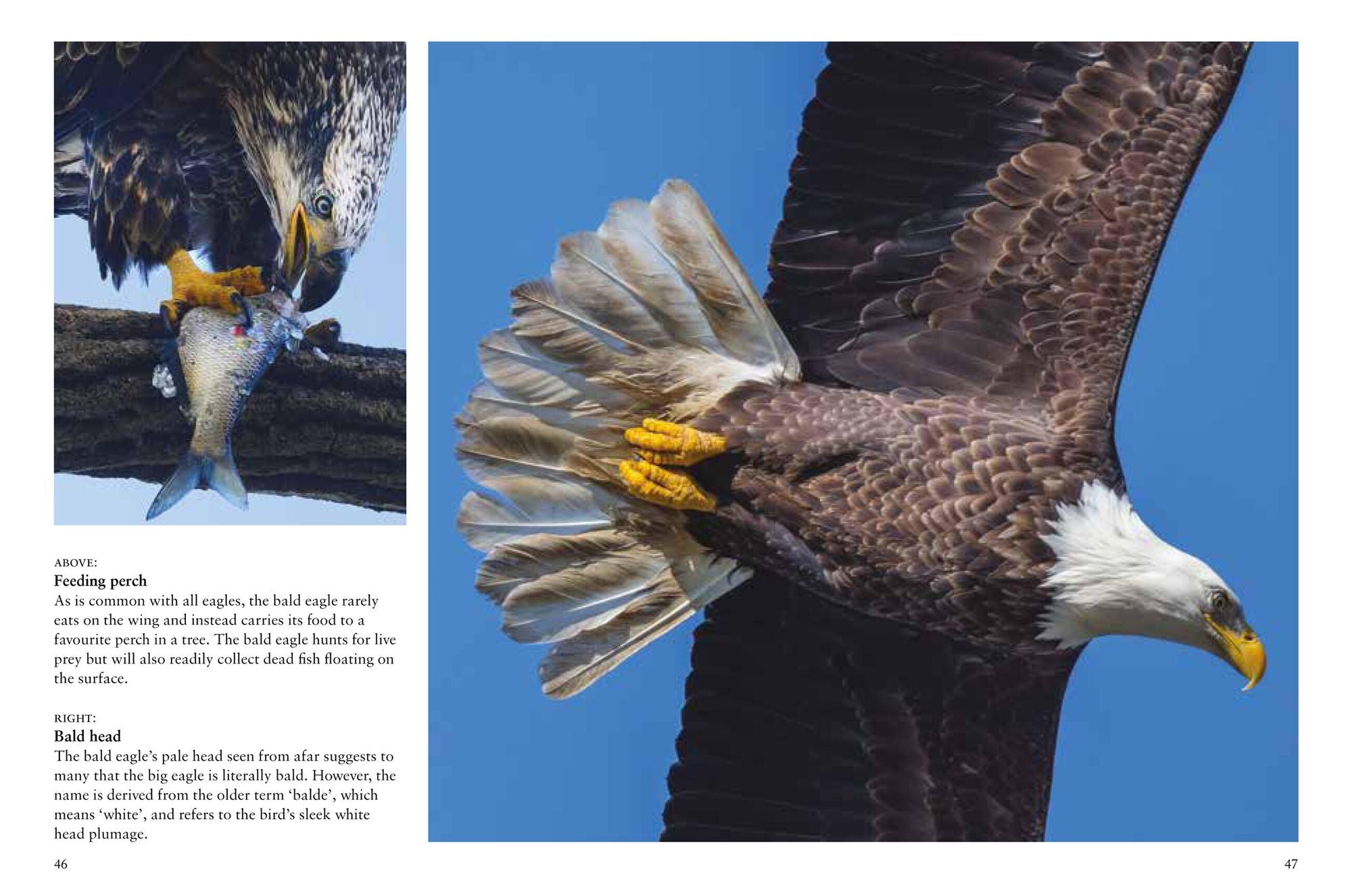 Birds of Prey: Stunning Photographs of the World's Great Hunting Birds