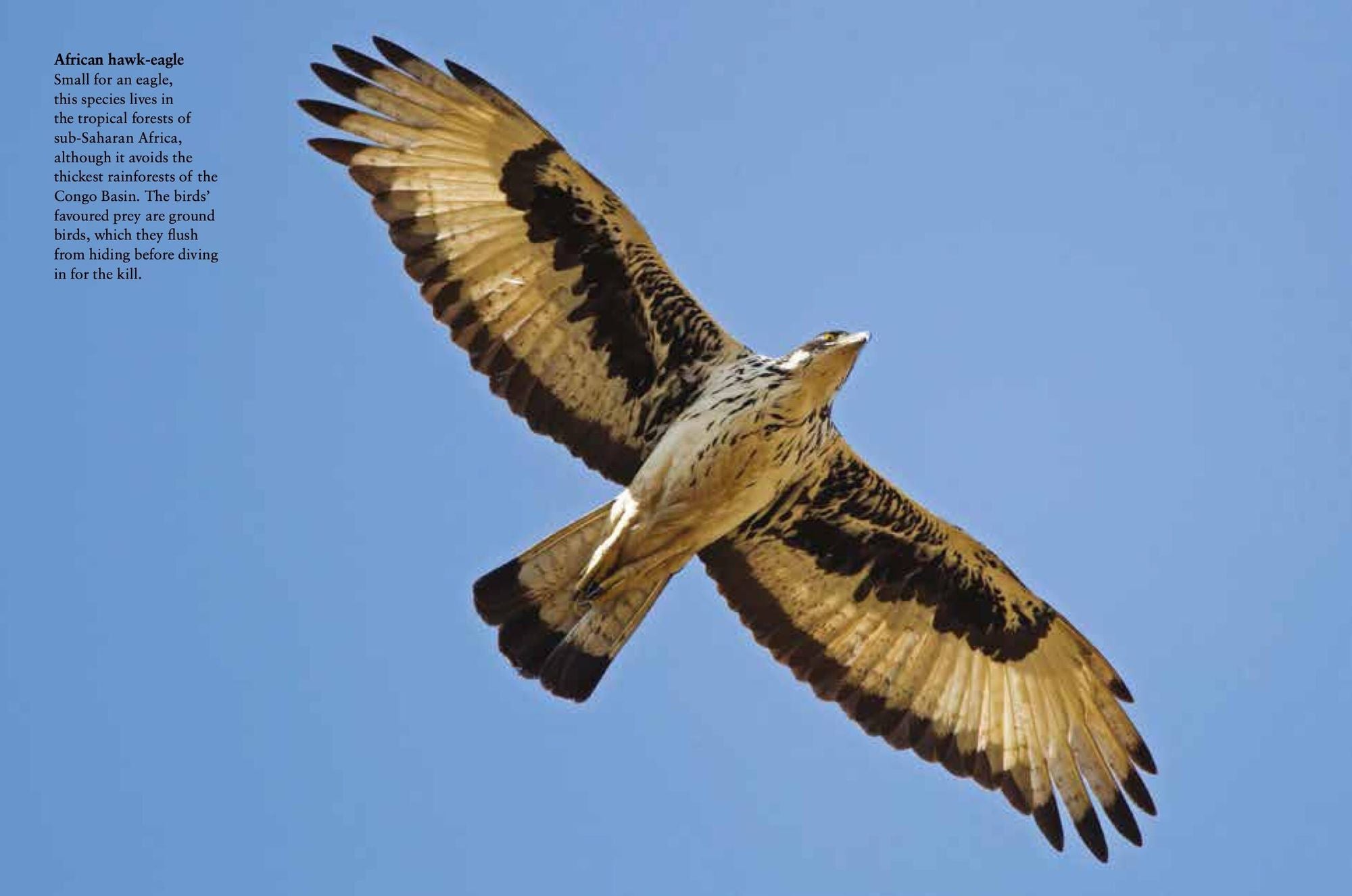 Birds of Prey: Stunning Photographs of the World's Great Hunting Birds