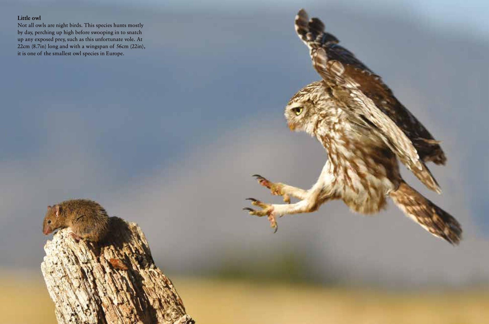Birds of Prey: Stunning Photographs of the World's Great Hunting Birds