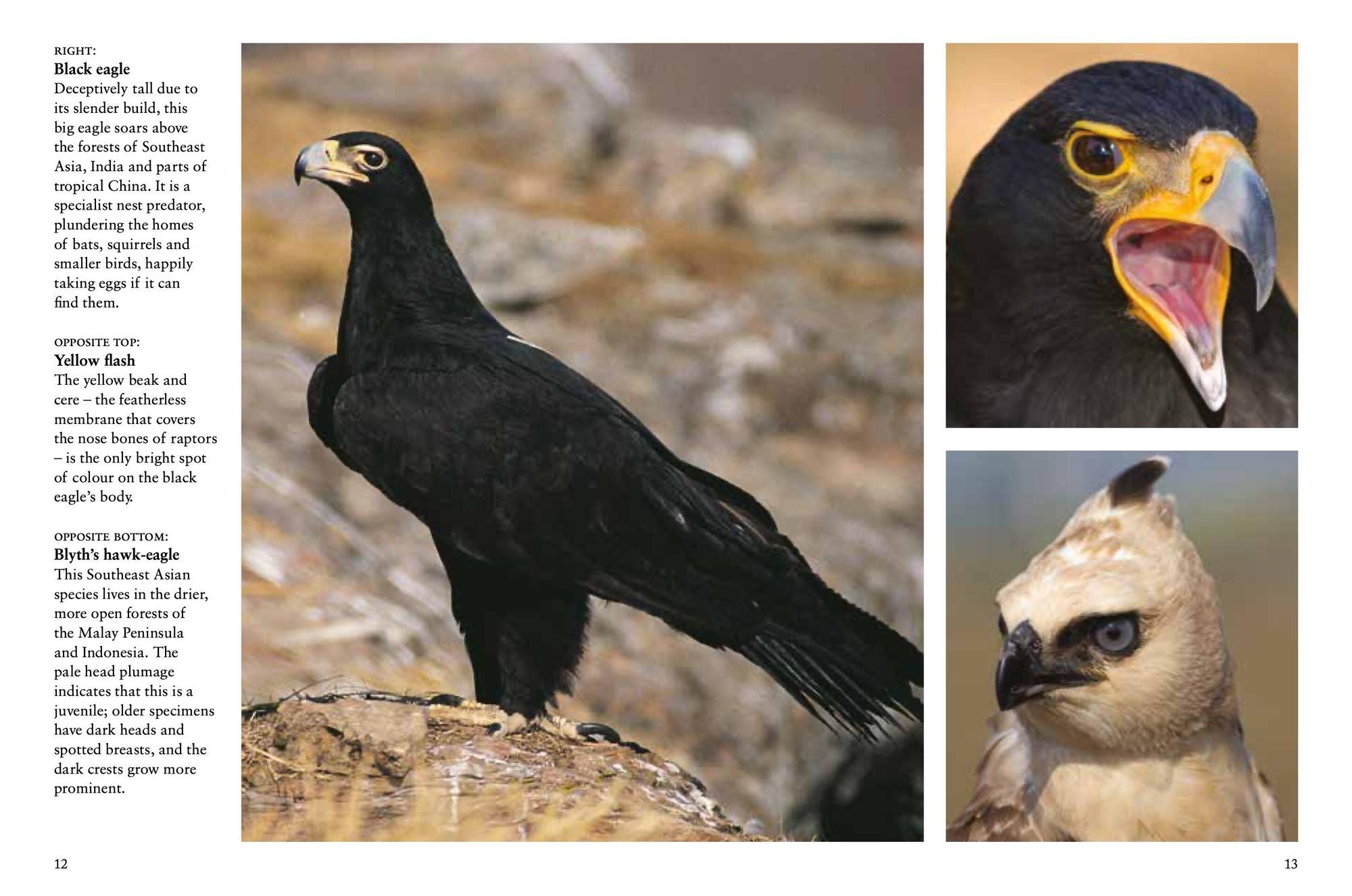 Birds of Prey: Stunning Photographs of the World's Great Hunting Birds