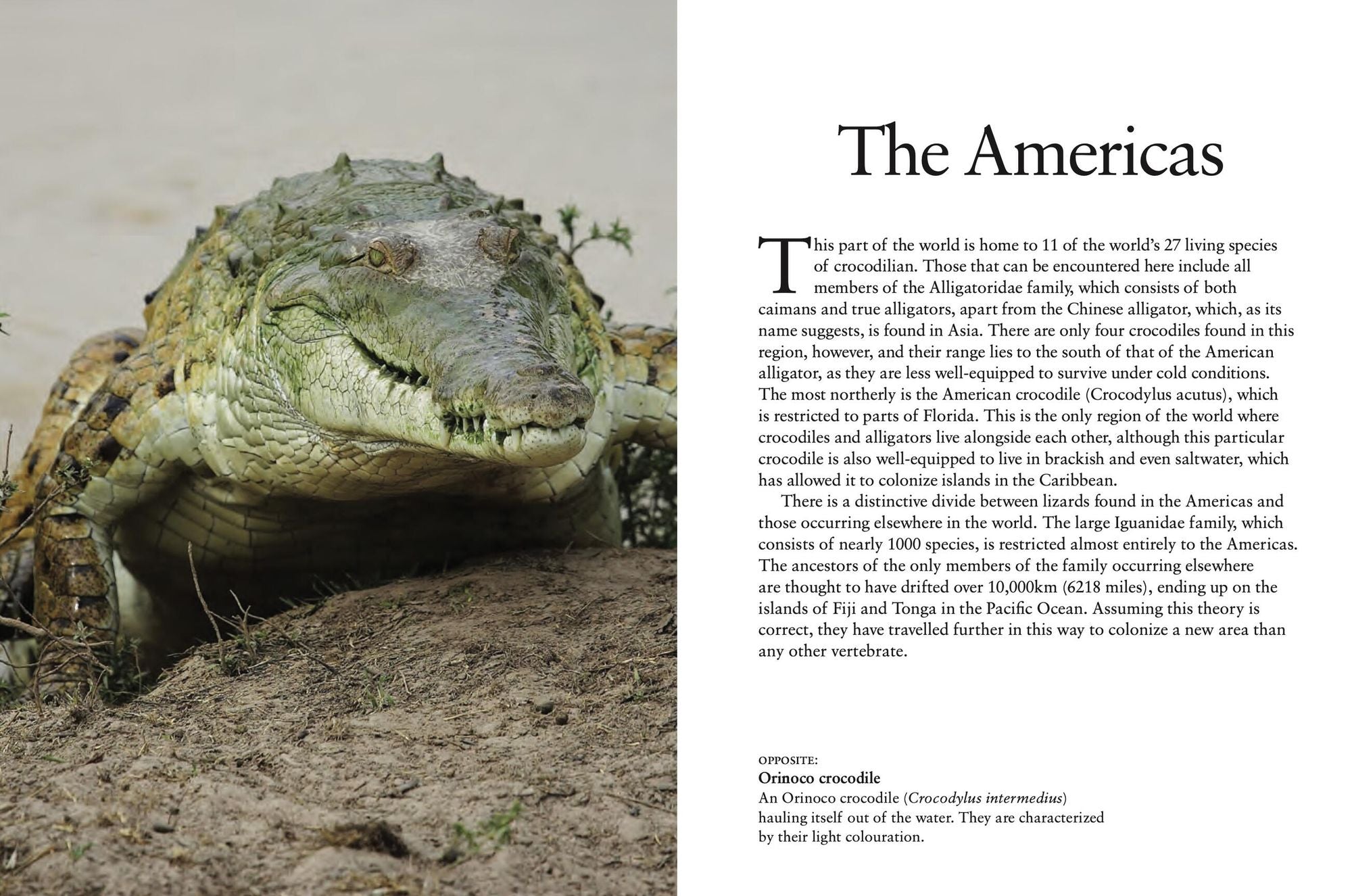 Crocodiles, Alligators & Lizards: From Black Caimans to Komodo Dragons