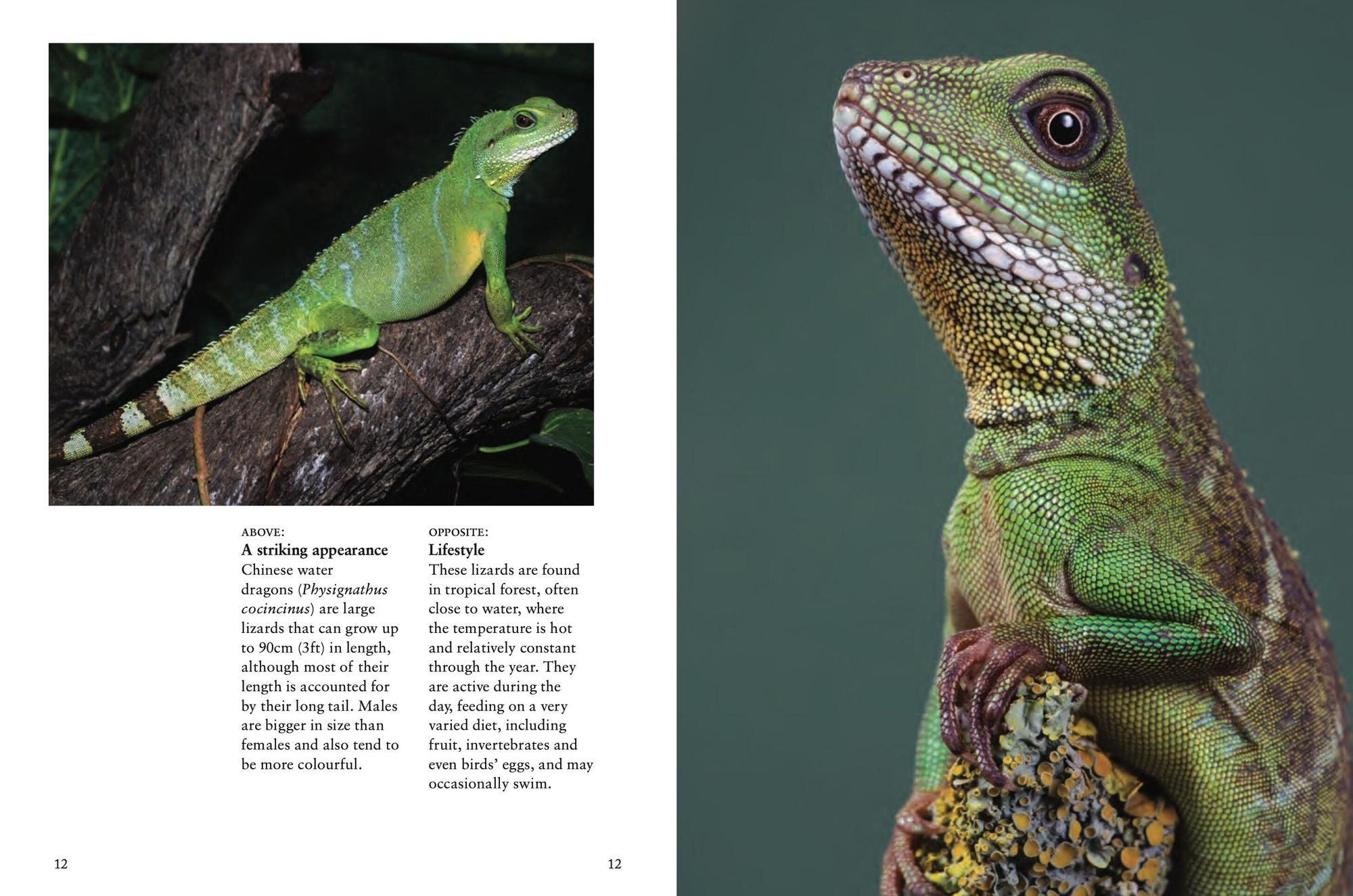 Crocodiles, Alligators & Lizards: From Black Caimans to Komodo Dragons