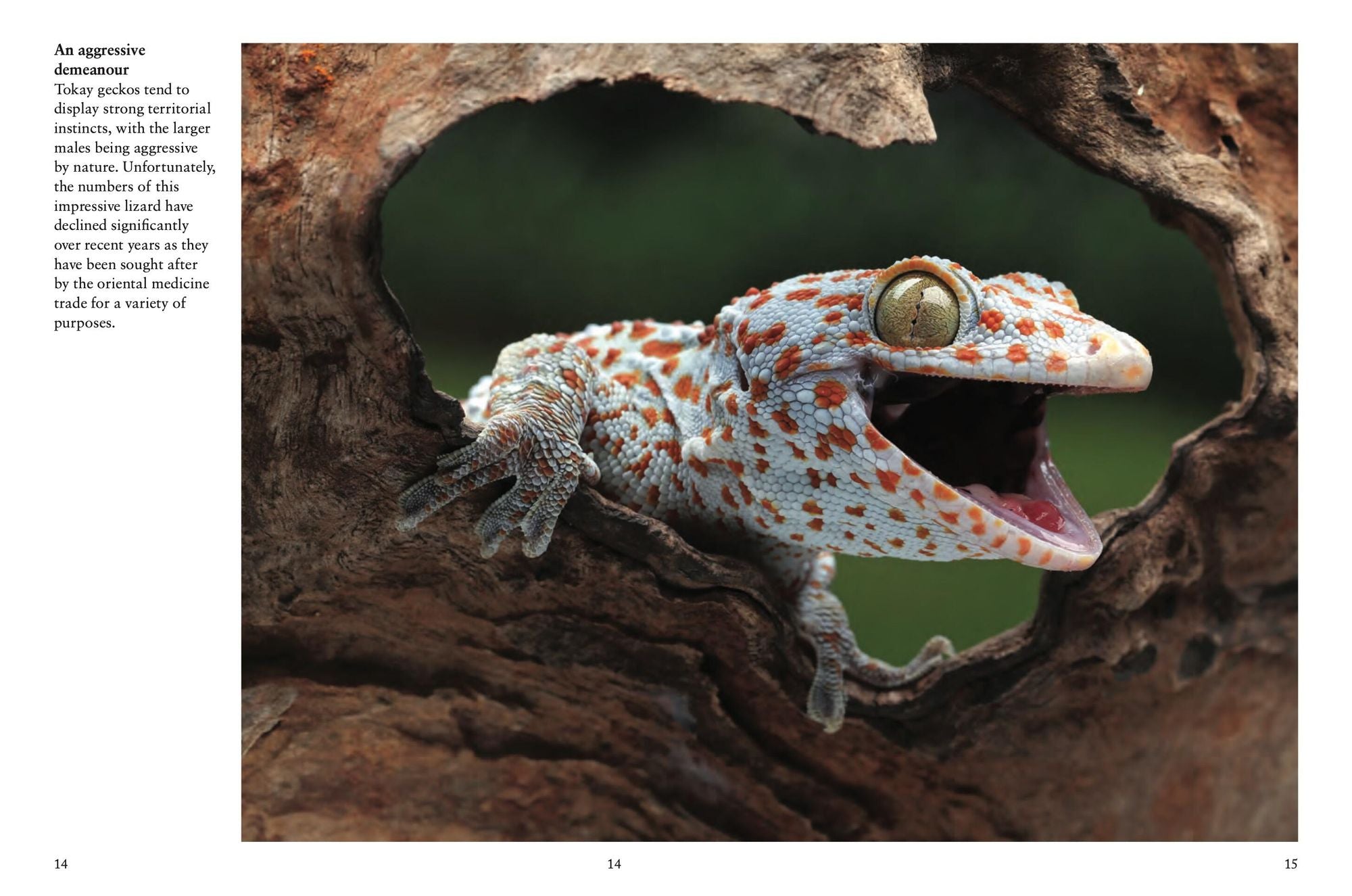 Crocodiles, Alligators & Lizards: From Black Caimans to Komodo Dragons