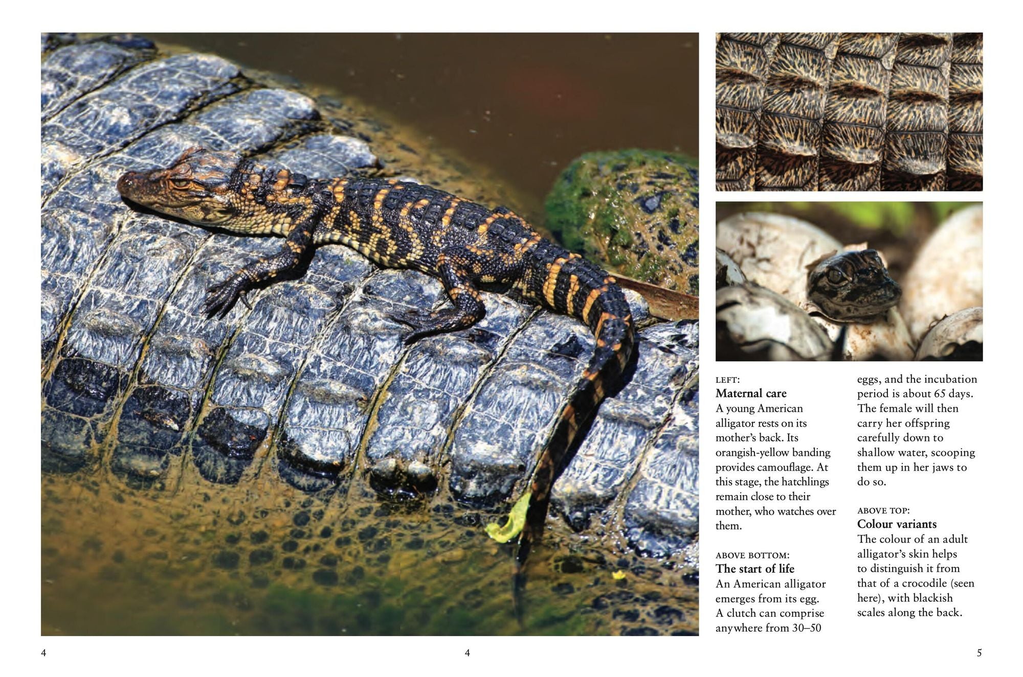 Crocodiles, Alligators & Lizards: From Black Caimans to Komodo Dragons