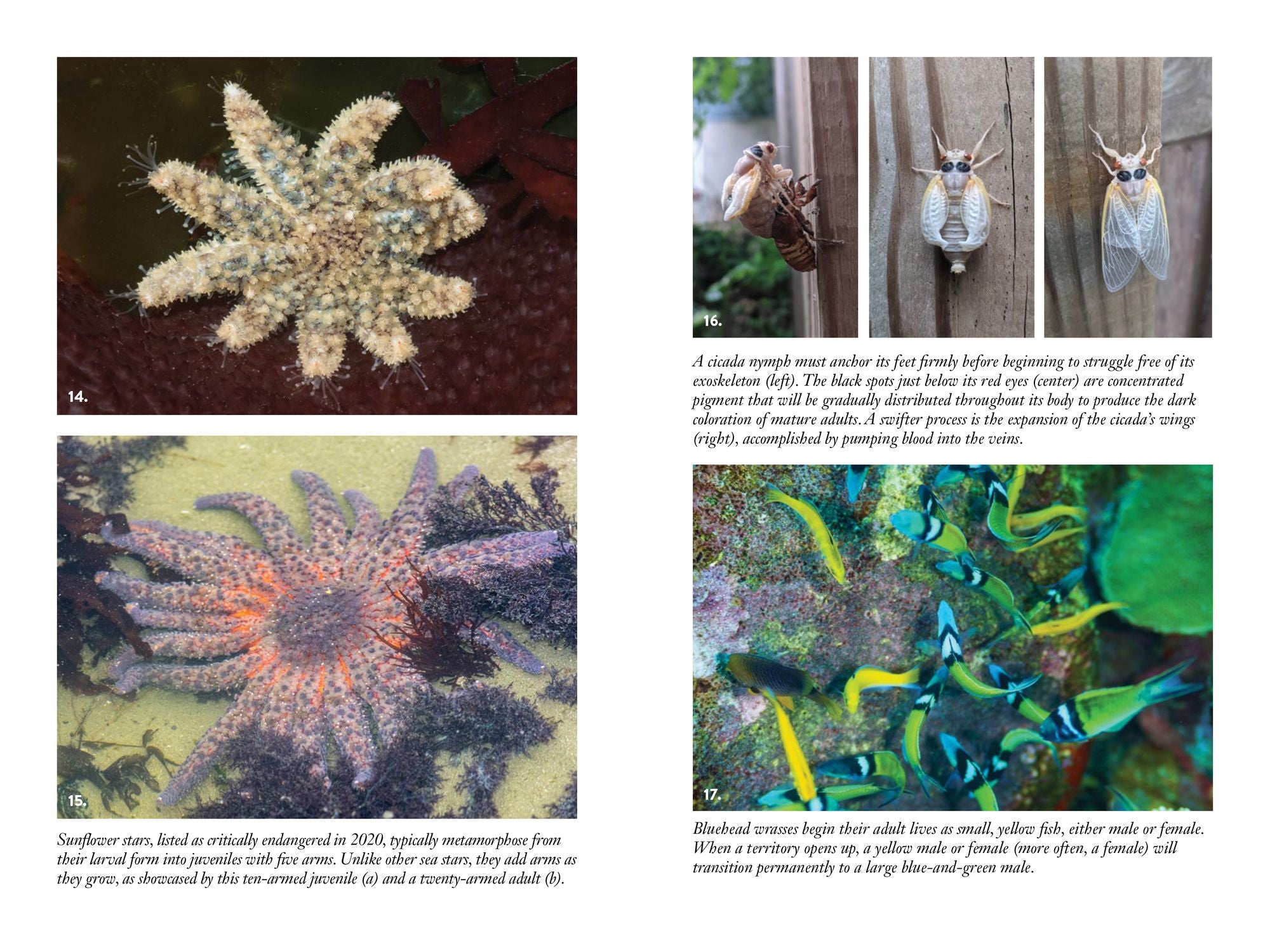 Nursery Earth: The Hidden World of Baby Animals and the Amazing Ingenuity of Life