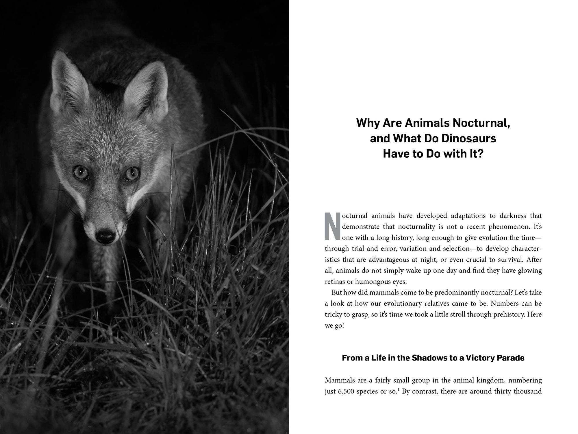 Living Night: On the Secret Wonders of Wildlife After Dark