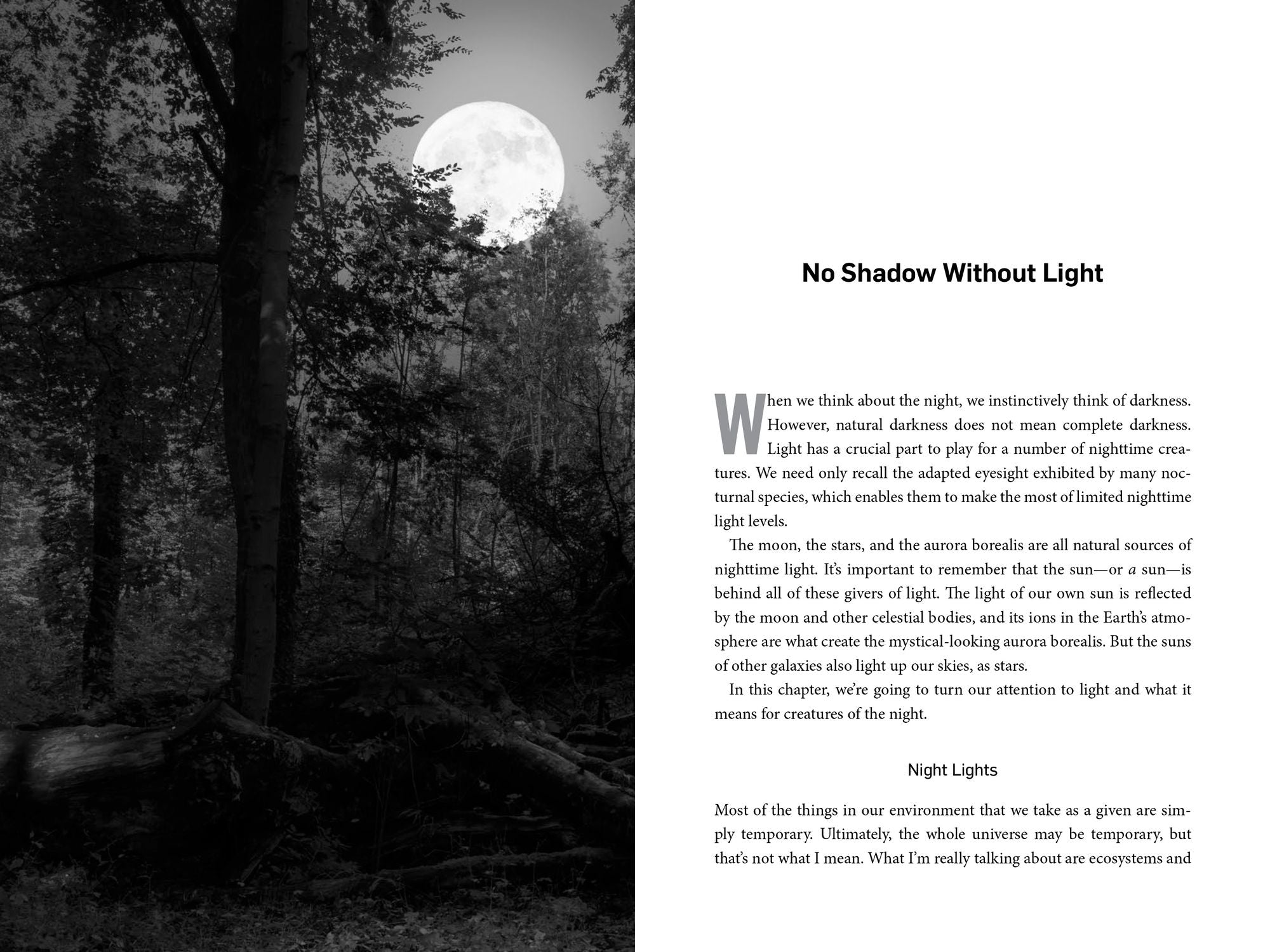 Living Night: On the Secret Wonders of Wildlife After Dark