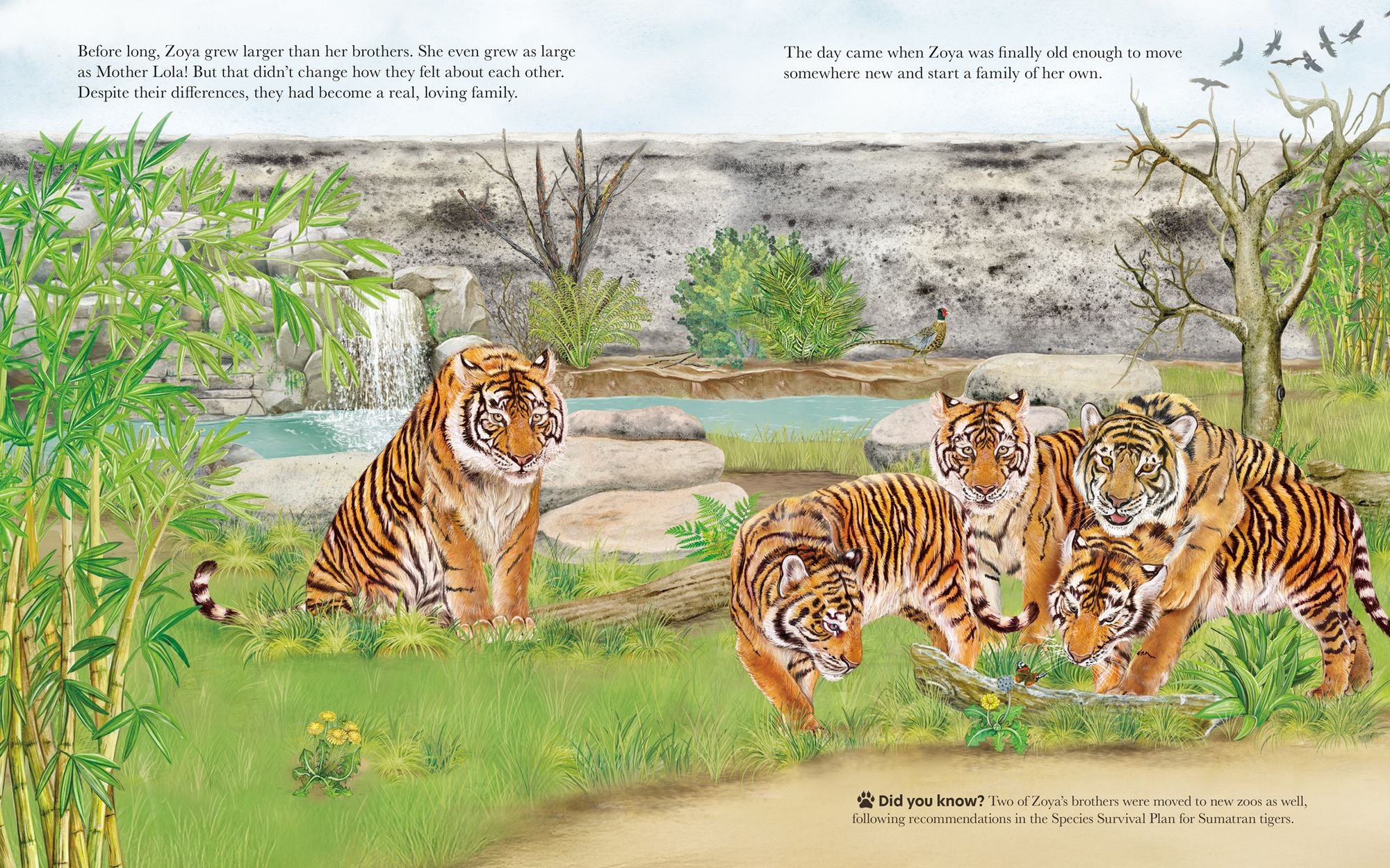 A Family for Zoya: The True Story of an Endangered Cub