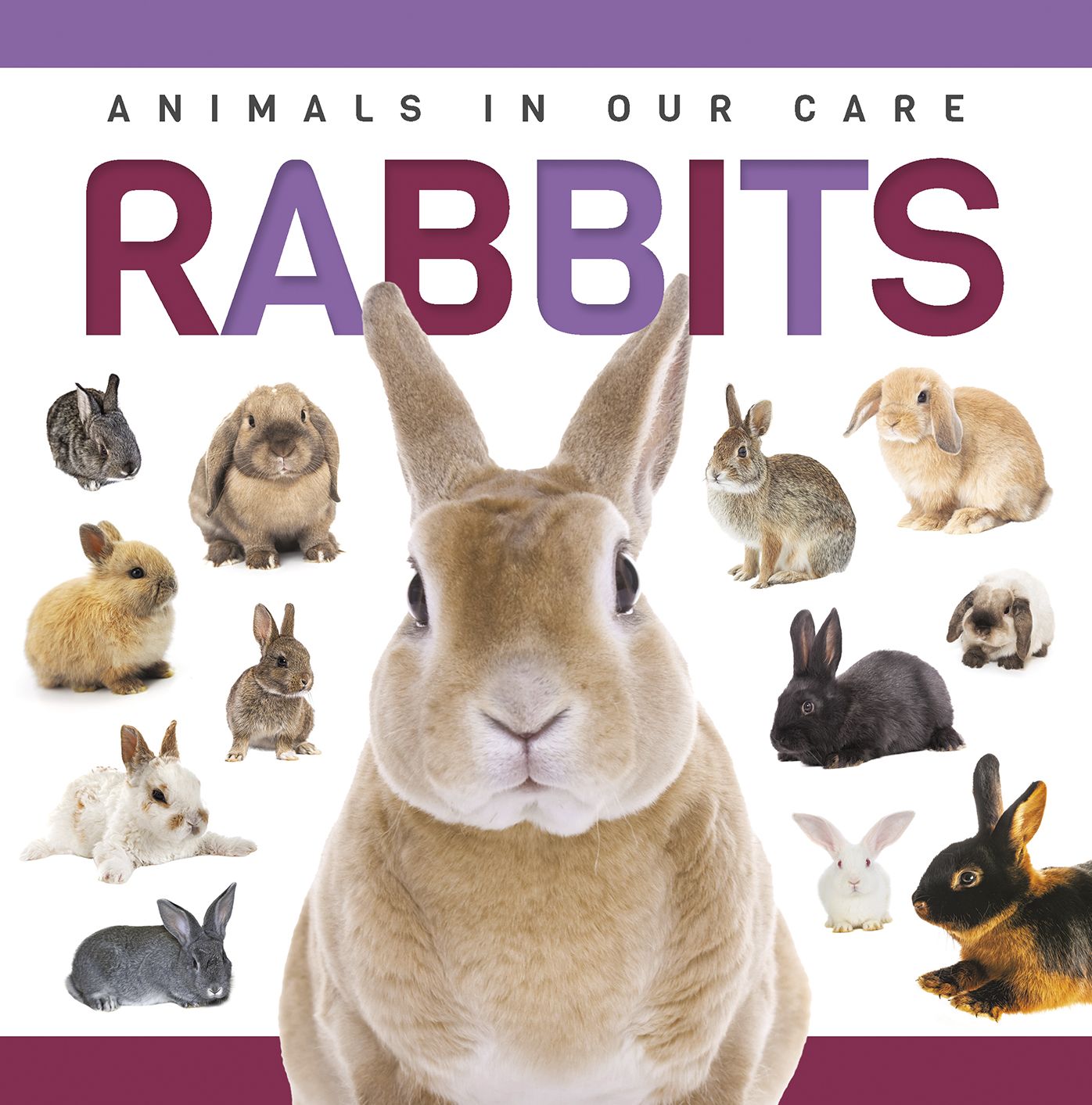 Rabbits