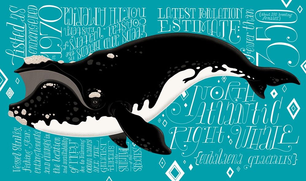 A Wild Promise: An Illustrated Celebration of The Endangered Species Act