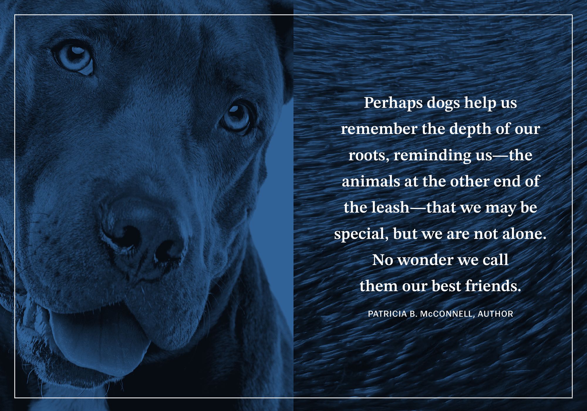 Faithful Paws: 100 Devotions Inspired by Dogs