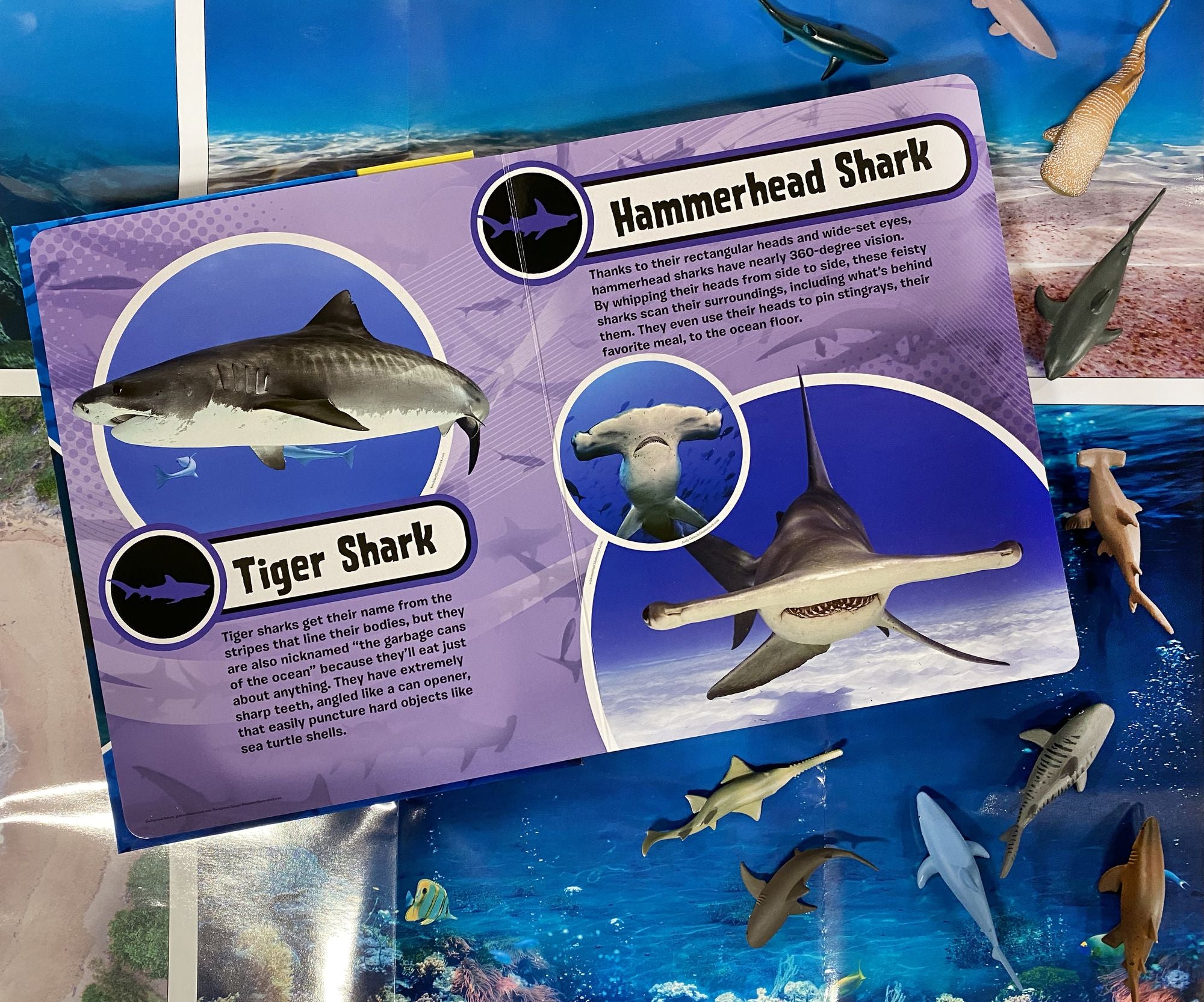 SHARKS MY BUSY BOOKS
