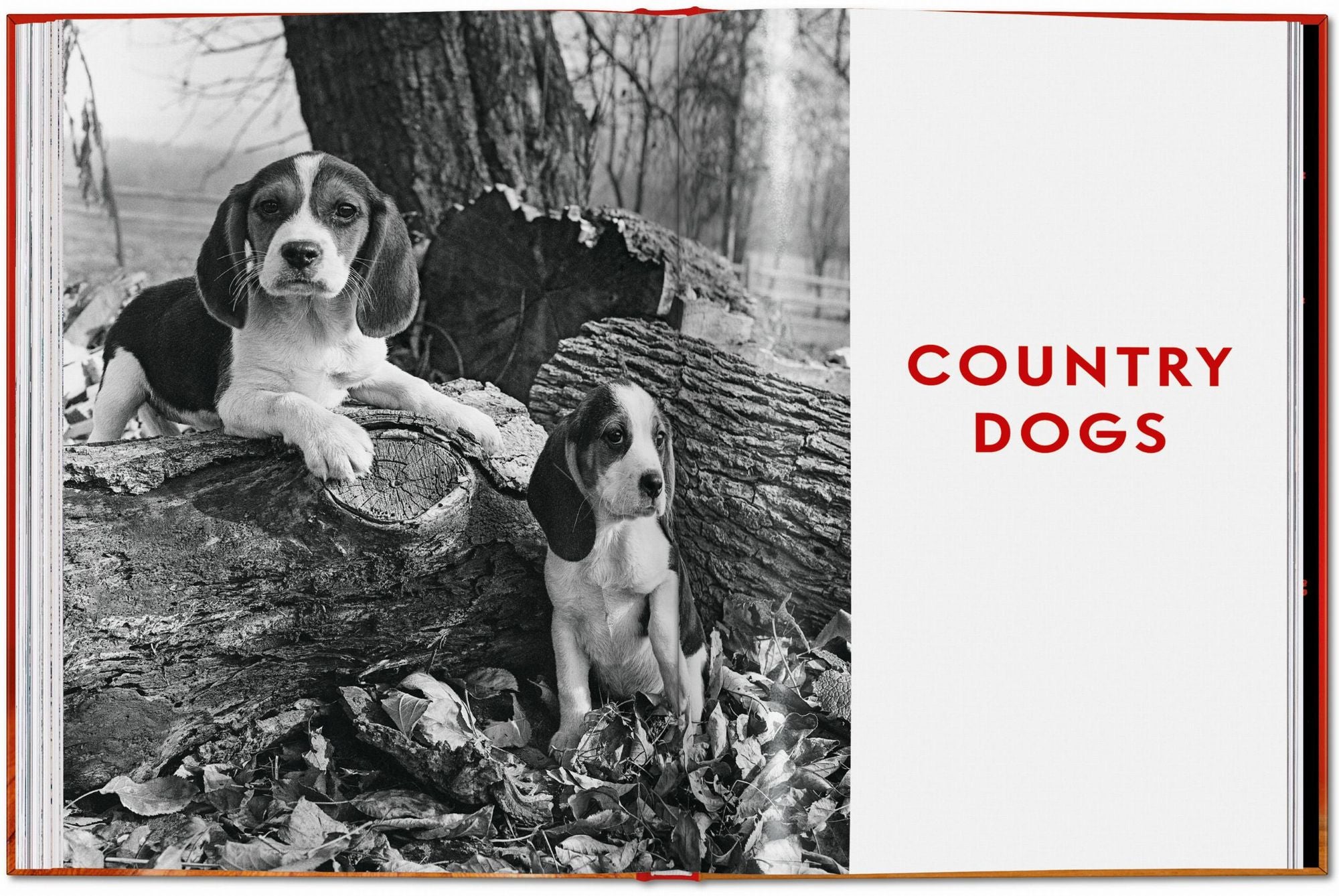 Walter Chandoha. Dogs. Photographs 1941-1991