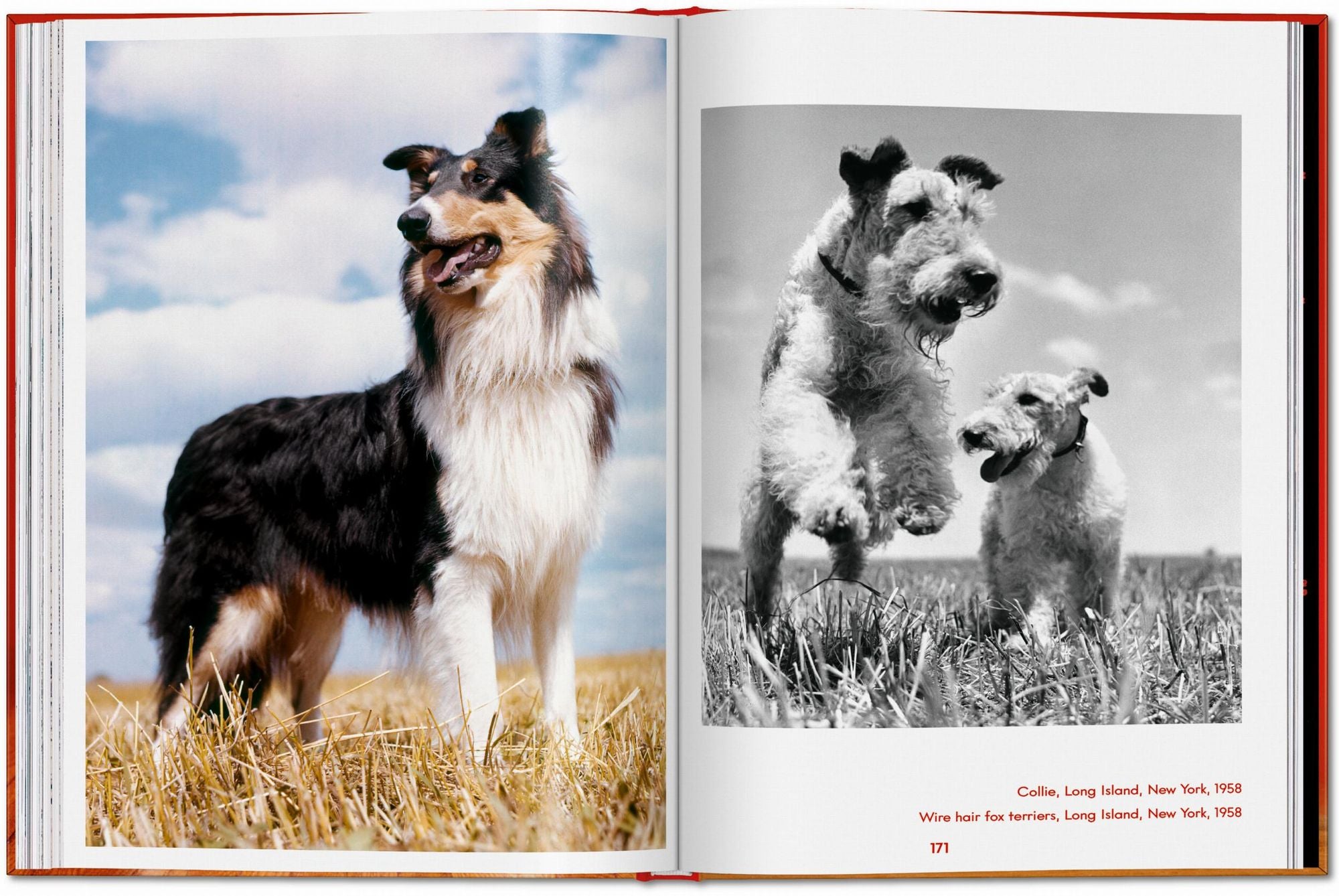Walter Chandoha. Dogs. Photographs 1941-1991