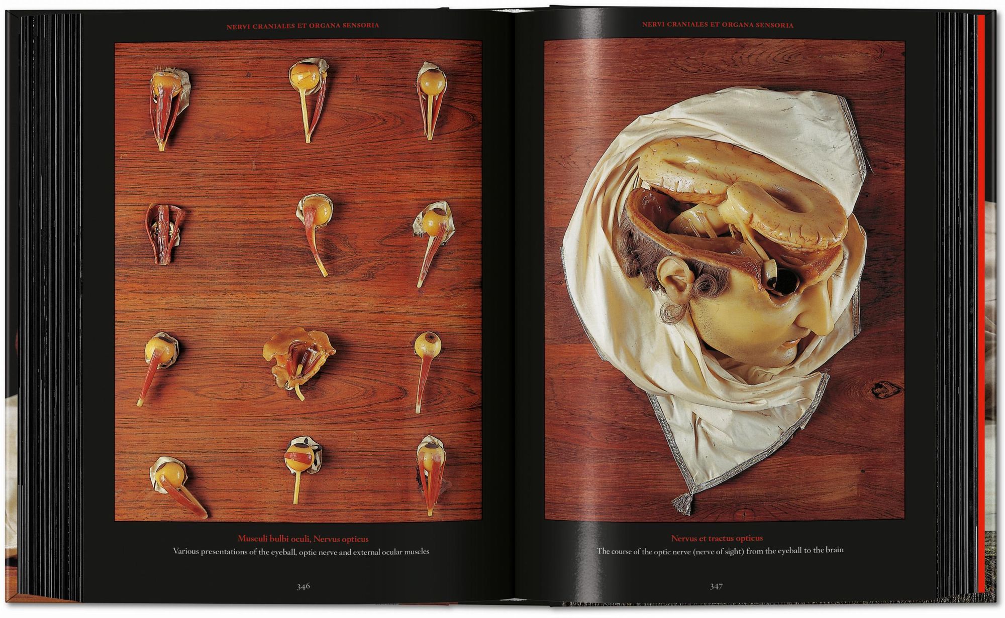 Anatomical Waxes. 45th Ed.