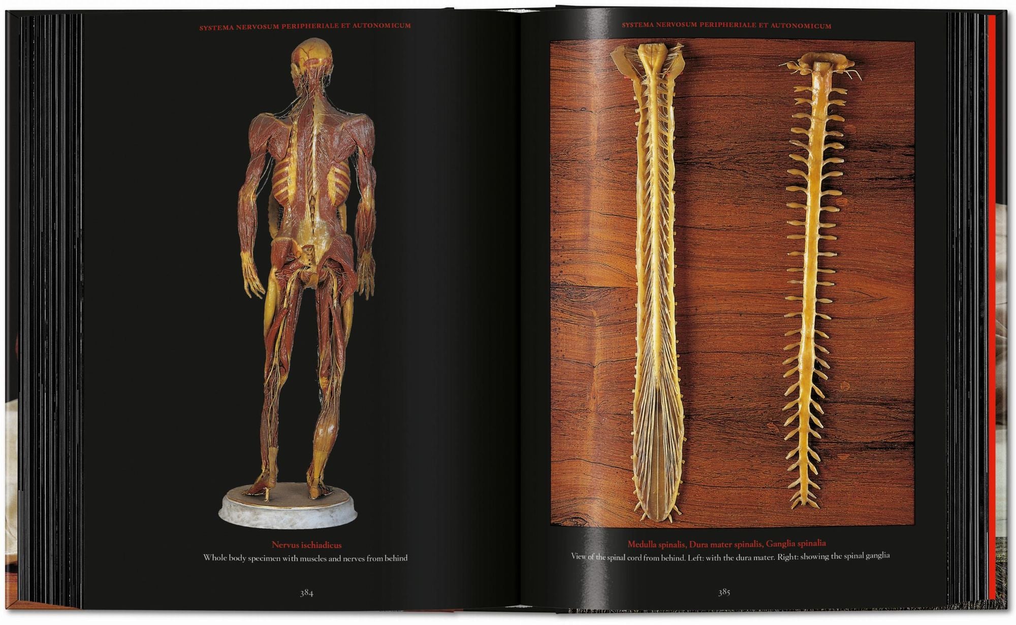 Anatomical Waxes. 45th Ed.