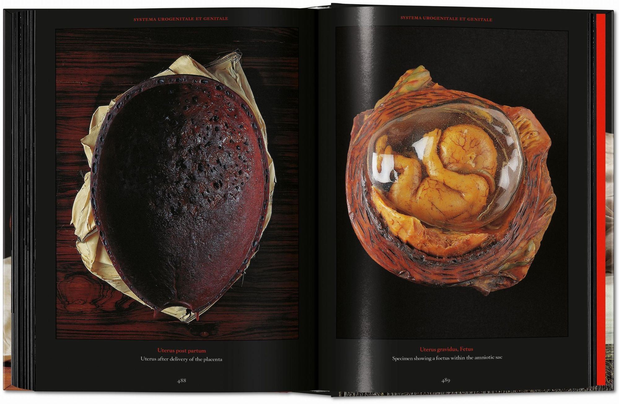 Anatomical Waxes. 45th Ed.