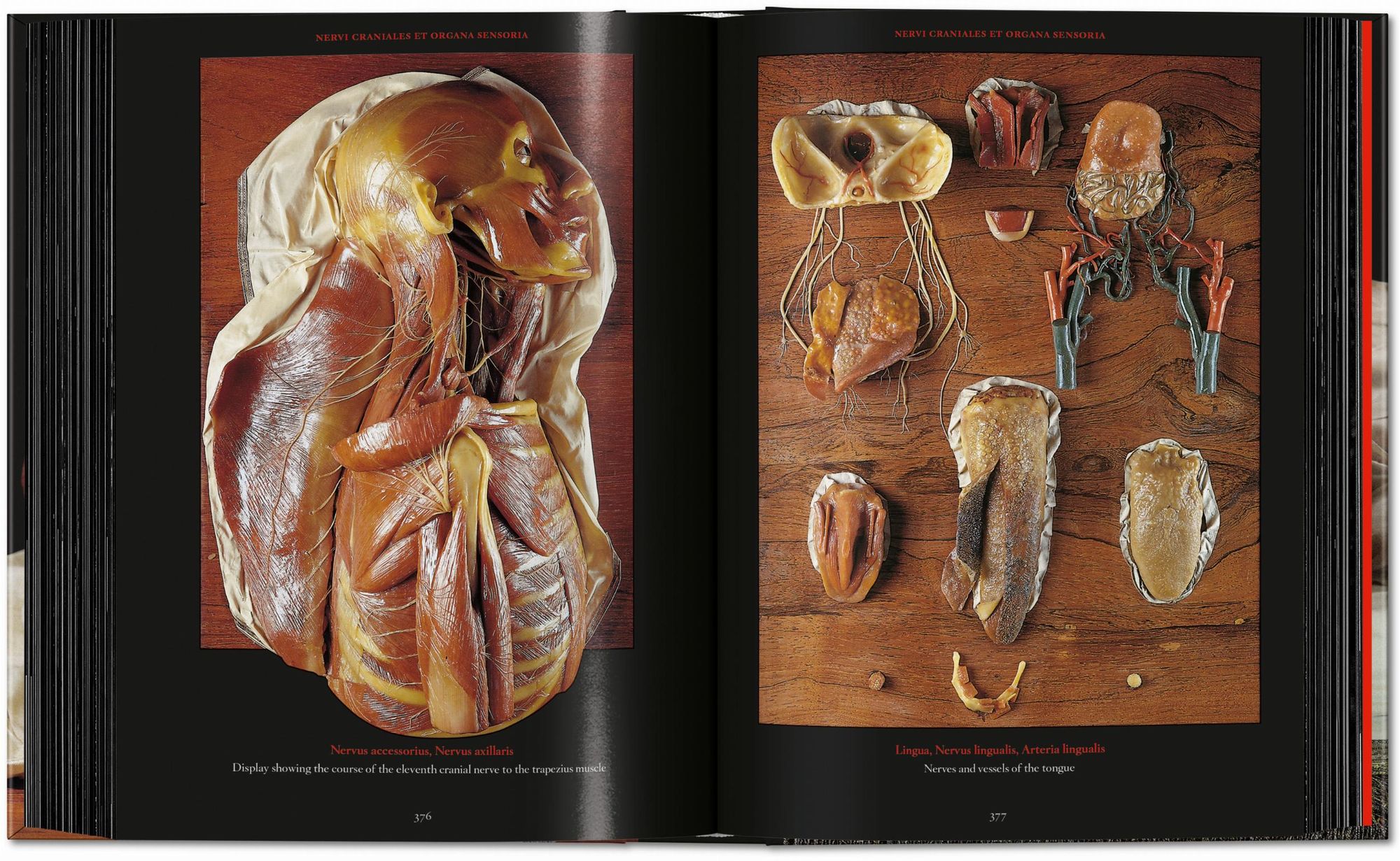 Anatomical Waxes. 45th Ed.
