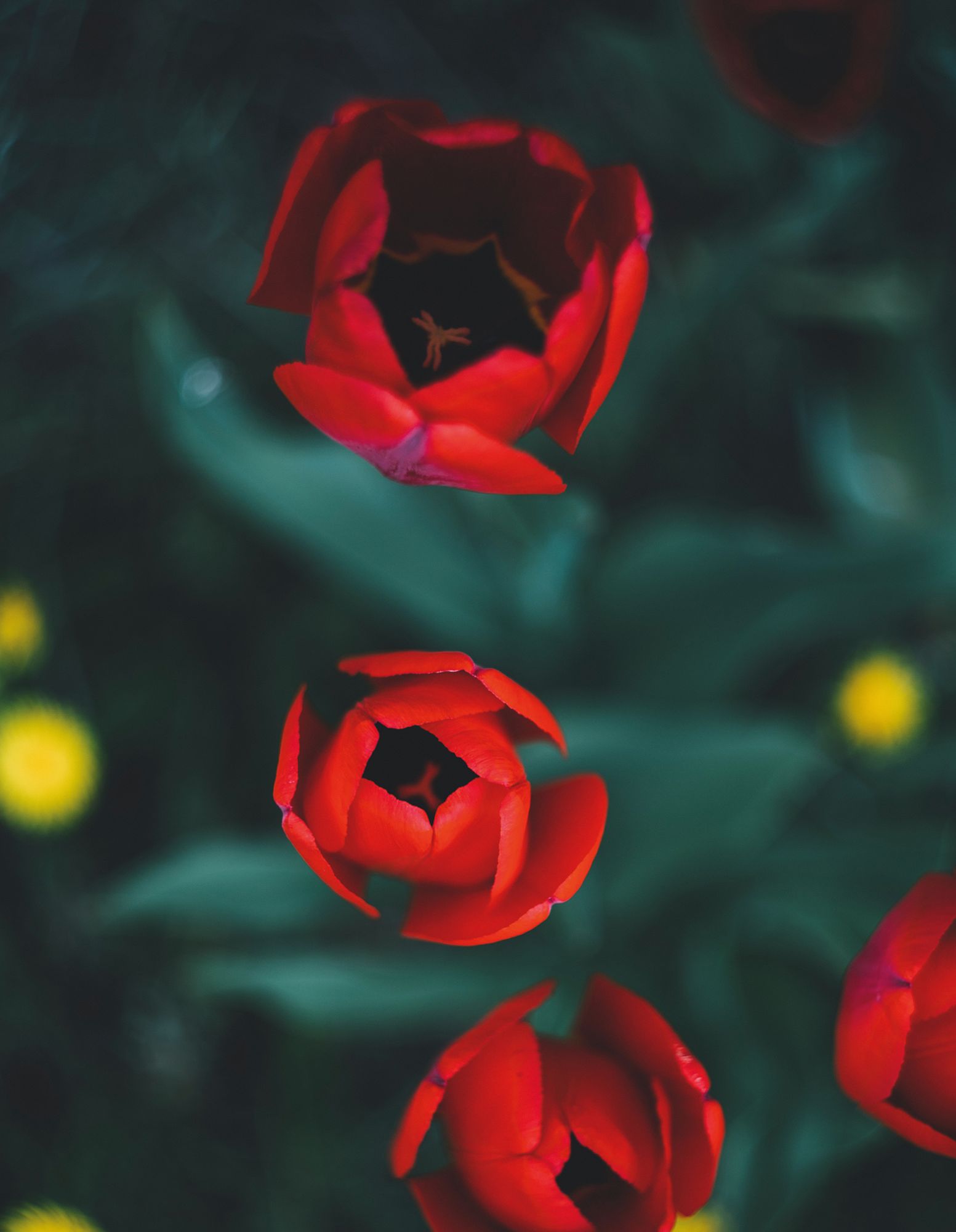 Tulips