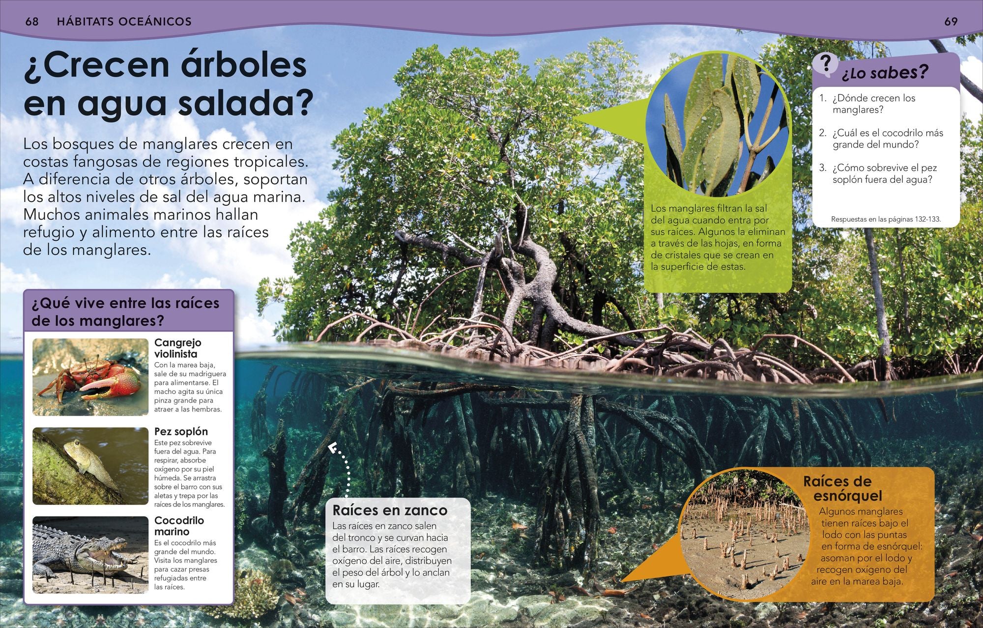 ¿Sabías qué? Océanos (Did You Know? Ocean)