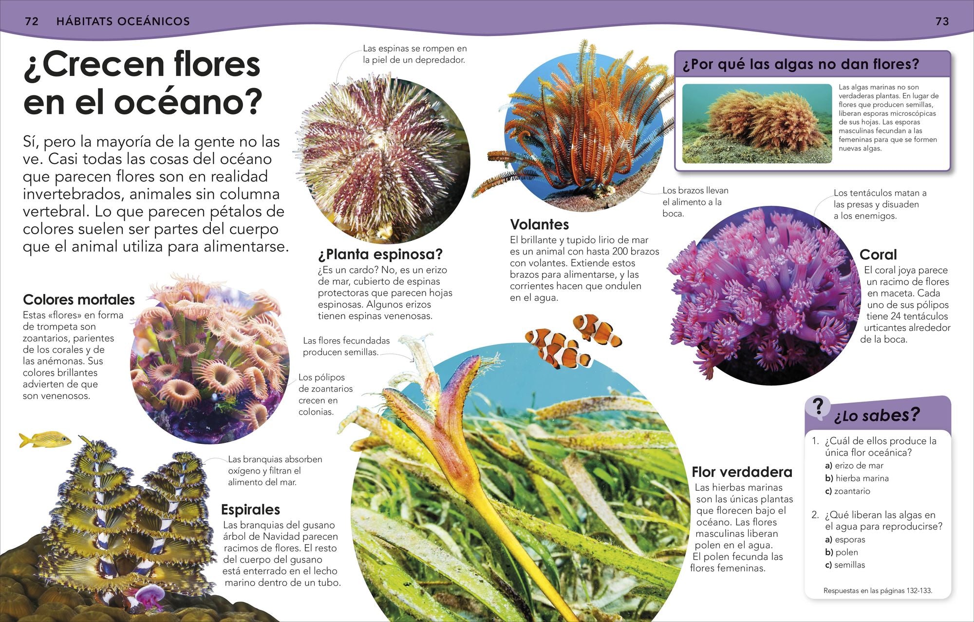 ¿Sabías qué? Océanos (Did You Know? Ocean)