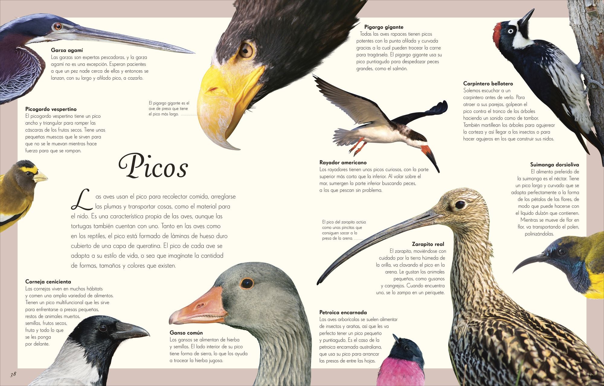 Antología de aves extraordinarias (An Anthology of Exquisite Birds)