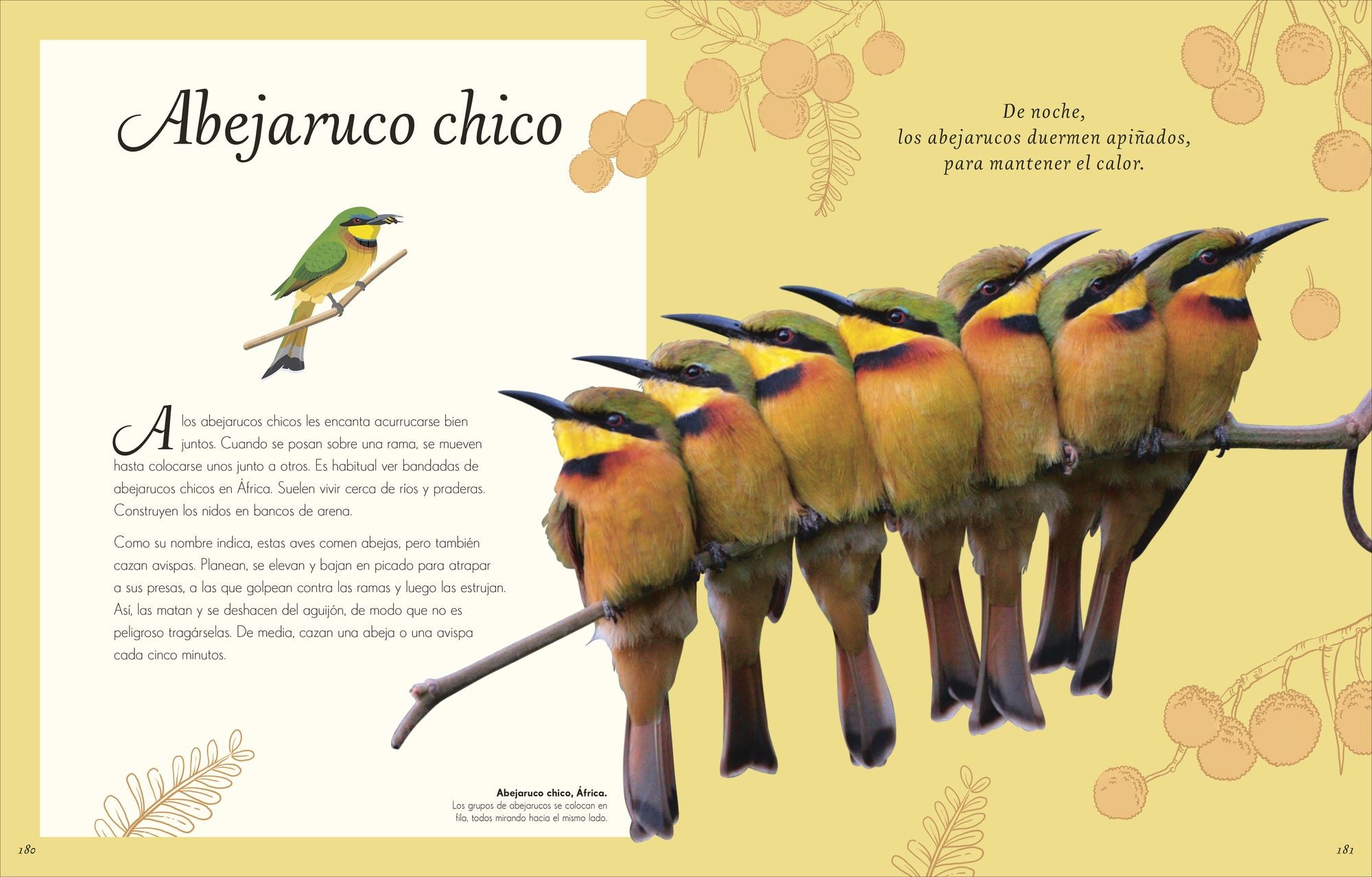 Antología de aves extraordinarias (An Anthology of Exquisite Birds)
