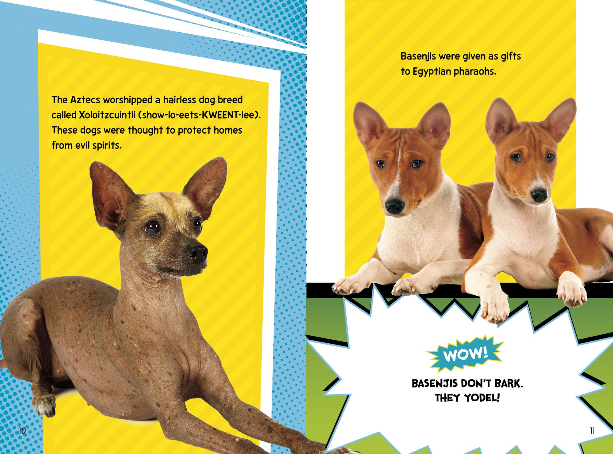 Dog Fact Frenzy!
