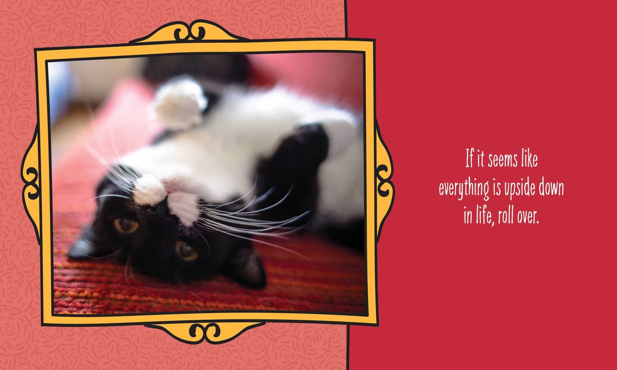 Cats Are Cheaper than Therapy: Life Advice from Feline Expurrts