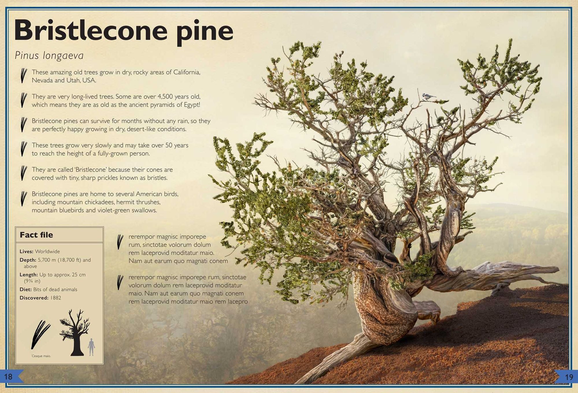 The Magnificent Book of Trees