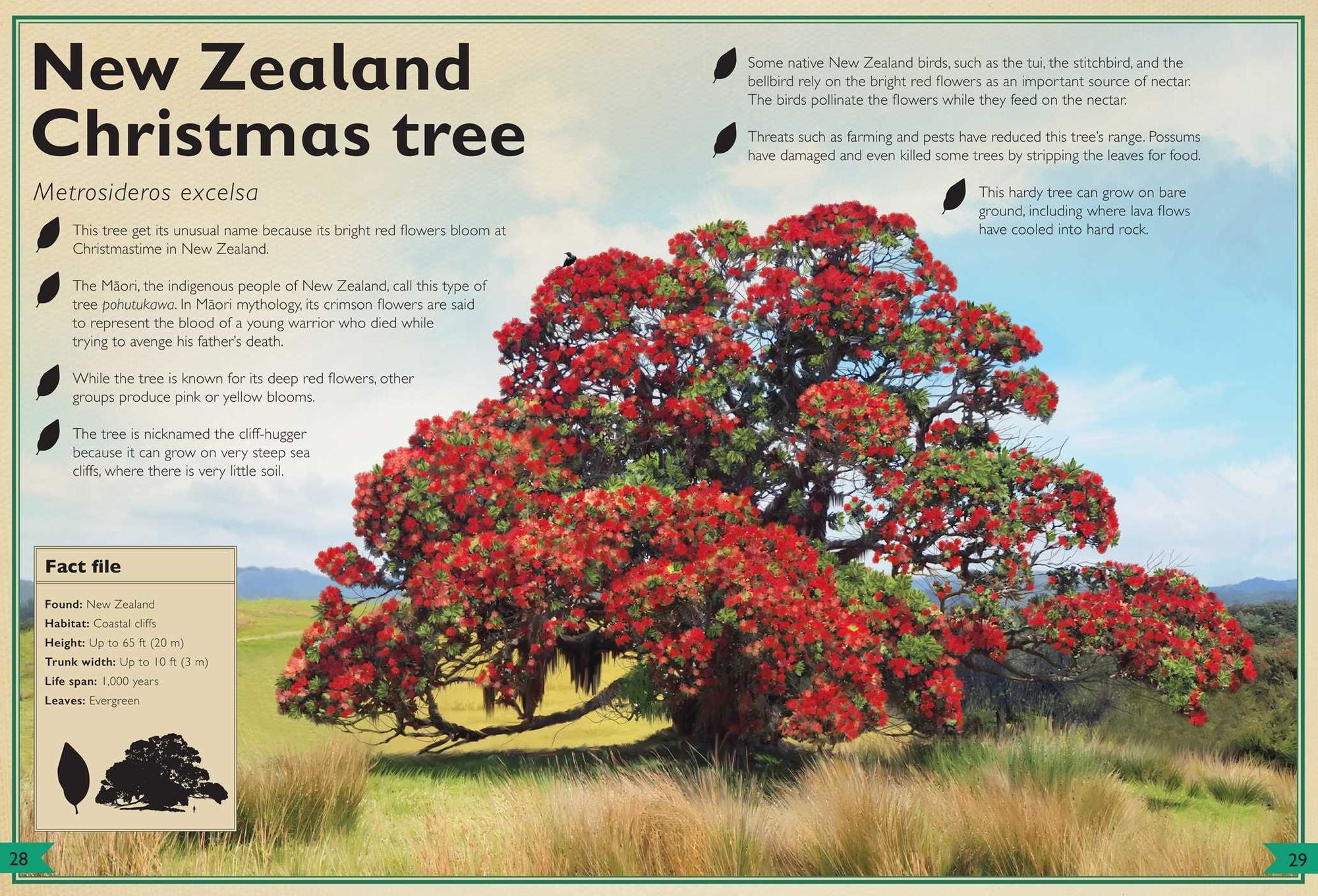 The Magnificent Book of Trees
