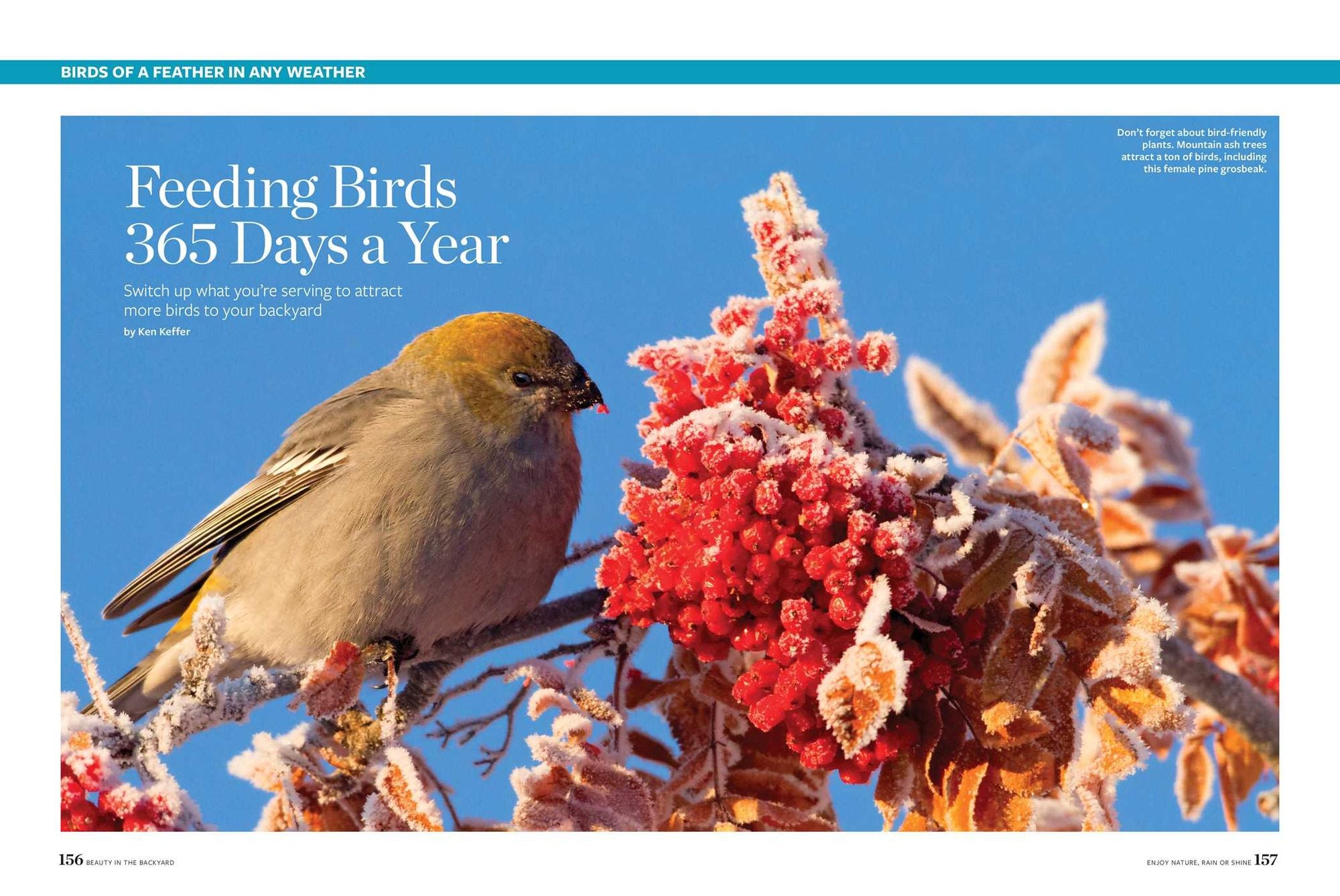 Birds & Blooms Beauty in the Backyard: 300+ TIPS, HINTS AND GARDEN GREATS TO CREATE AN OUTDOOR SPACE YOU CAN APPRECIATE YEAR-ROUND