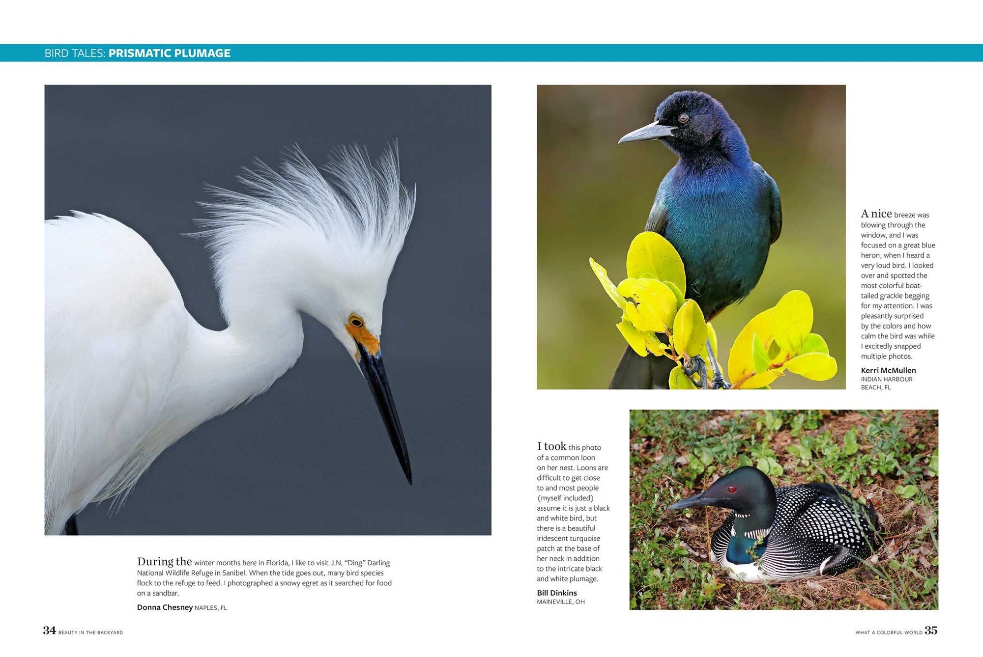 Birds & Blooms Beauty in the Backyard: 300+ TIPS, HINTS AND GARDEN GREATS TO CREATE AN OUTDOOR SPACE YOU CAN APPRECIATE YEAR-ROUND