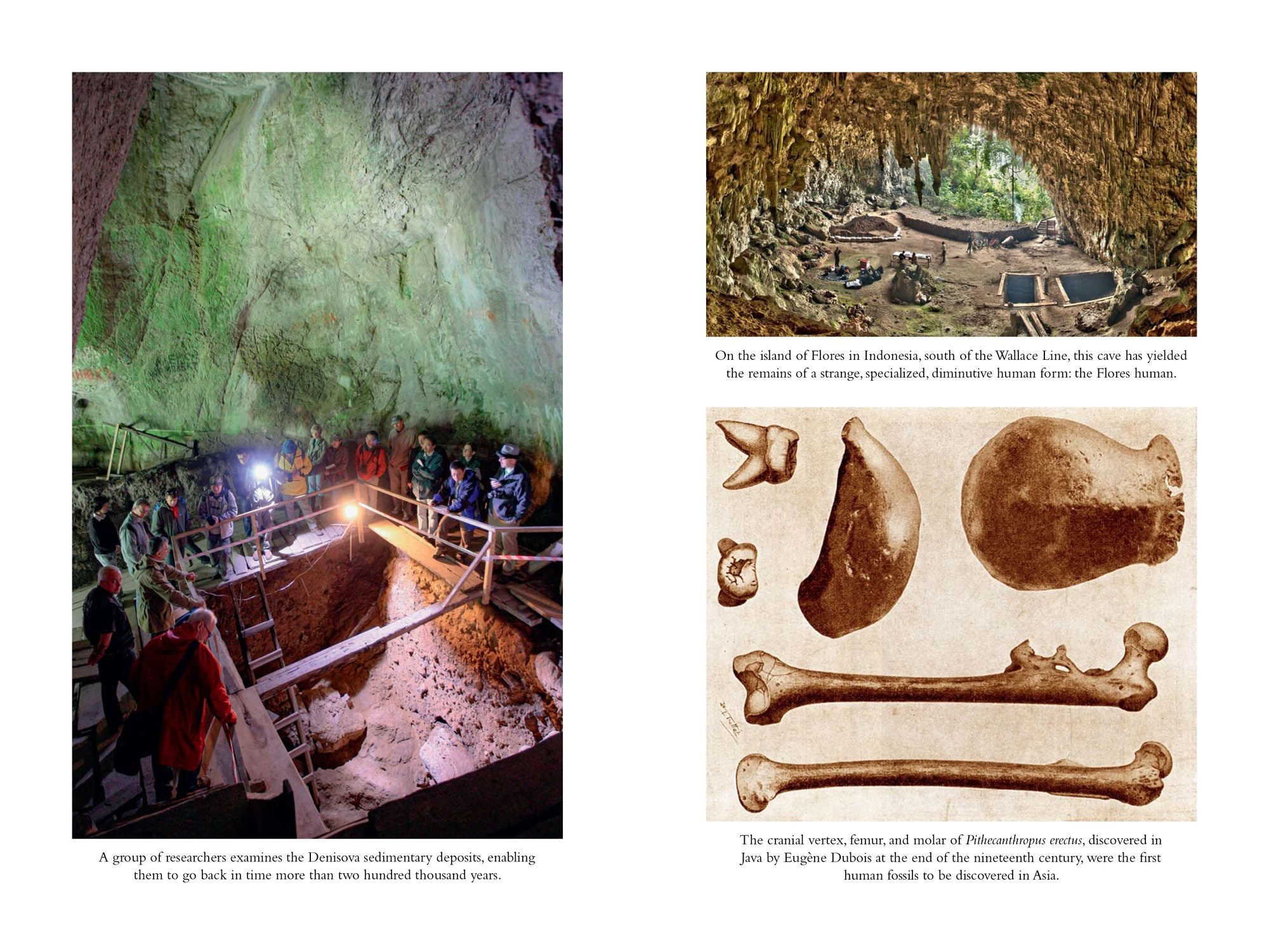 The Secret World of Denisovans: The Epic Story of the Ancient Cousins to Sapiens and Neanderthals