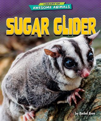 Sugar Glider