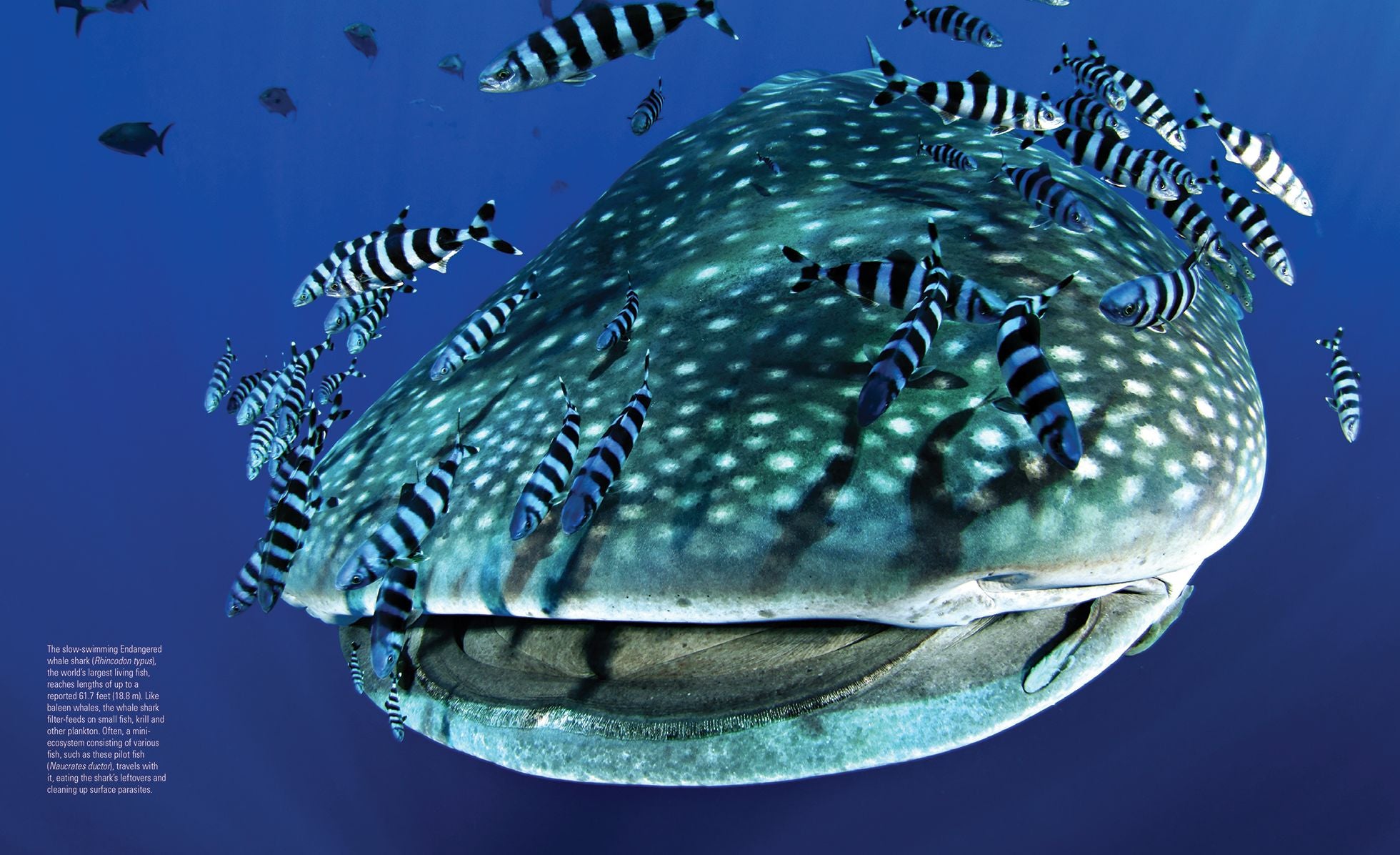 Creatures of the Deep: In Search of the Sea's Monsters and the World They Live In