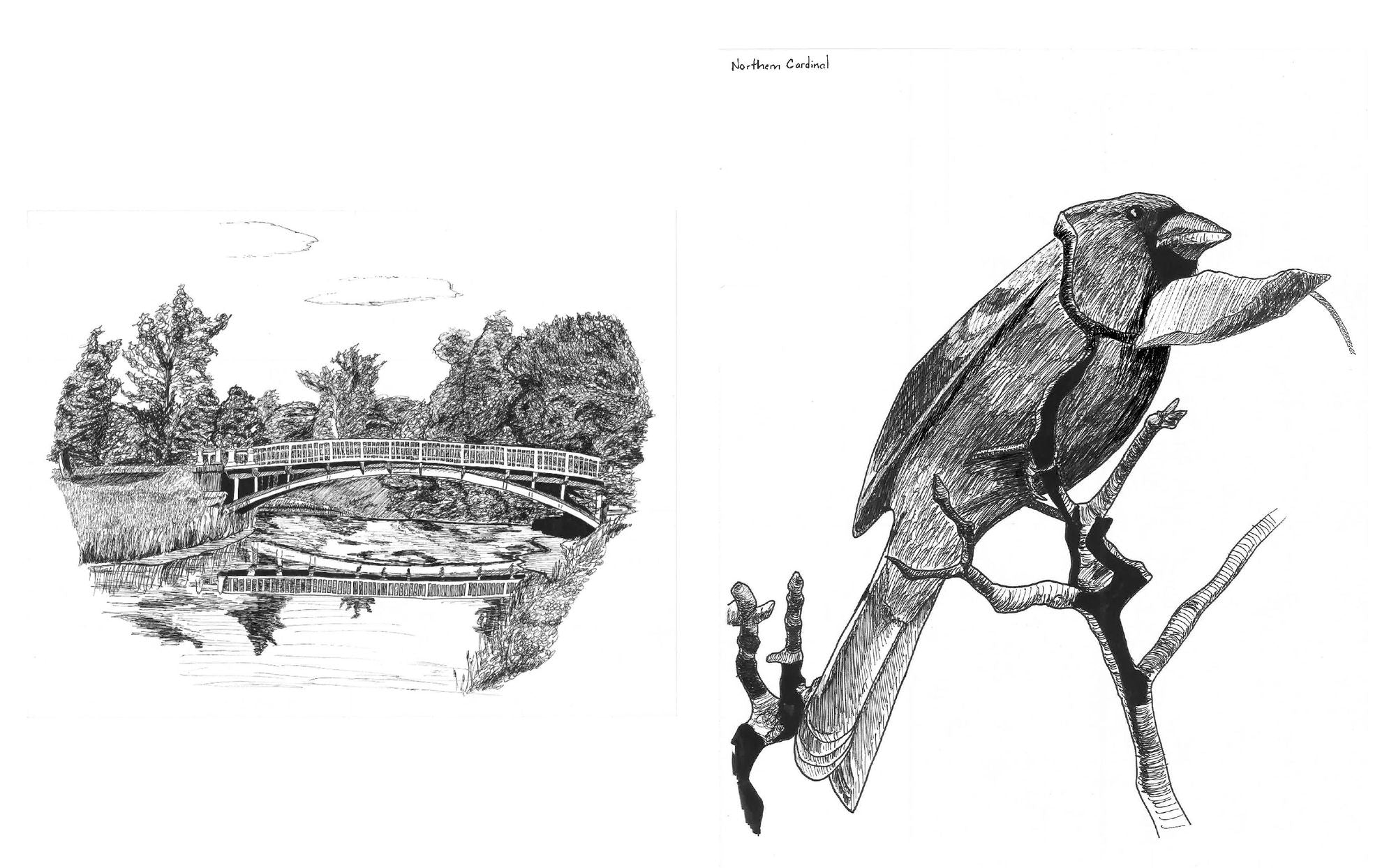 Slow Birding: The Art and Science of Enjoying the Birds in Your Own Backyard