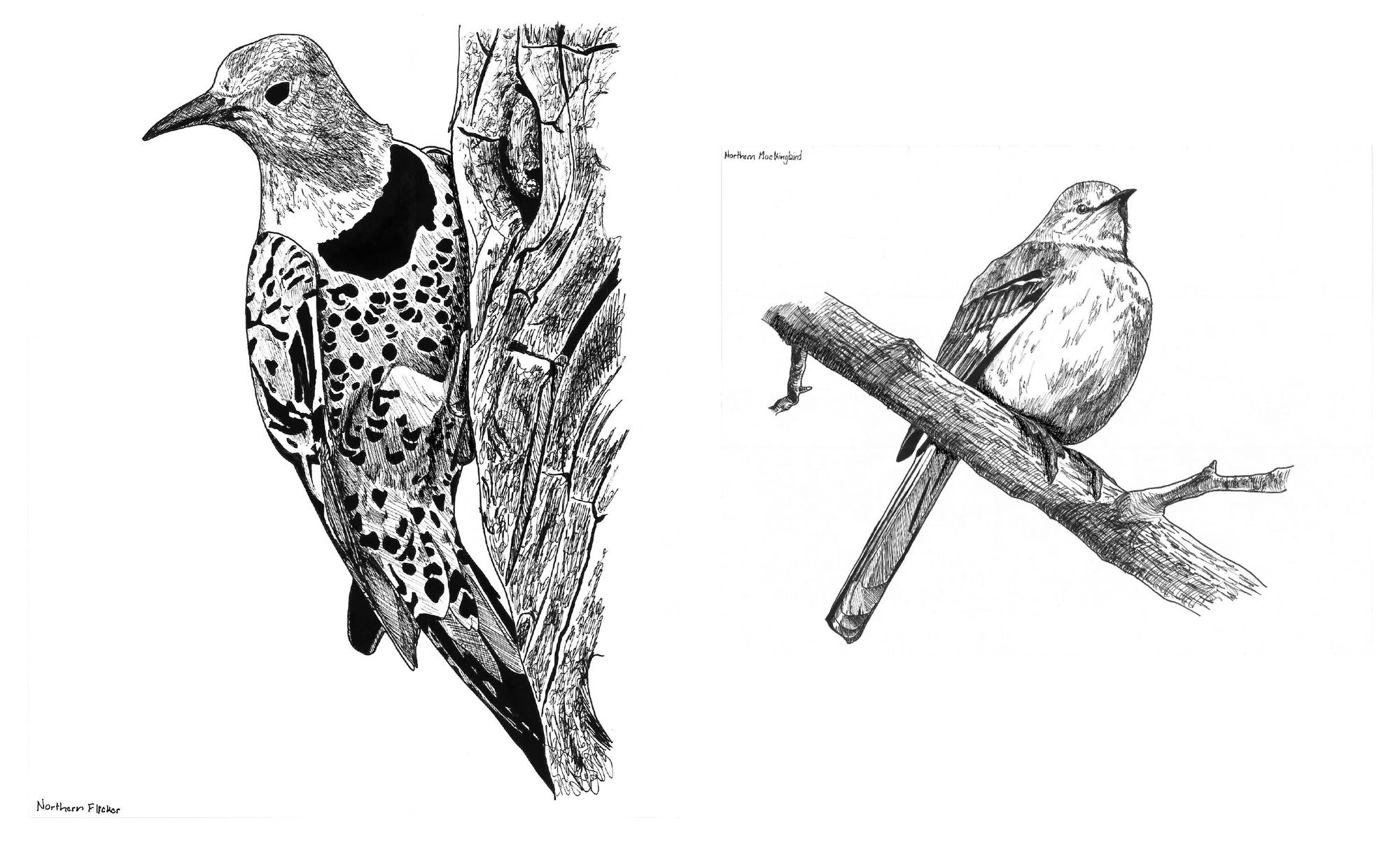 Slow Birding: The Art and Science of Enjoying the Birds in Your Own Backyard