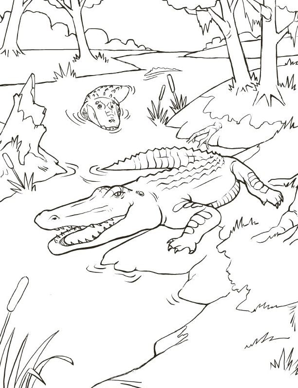 Wild Animal Book for Kids: Coloring Fun and Awesome Facts