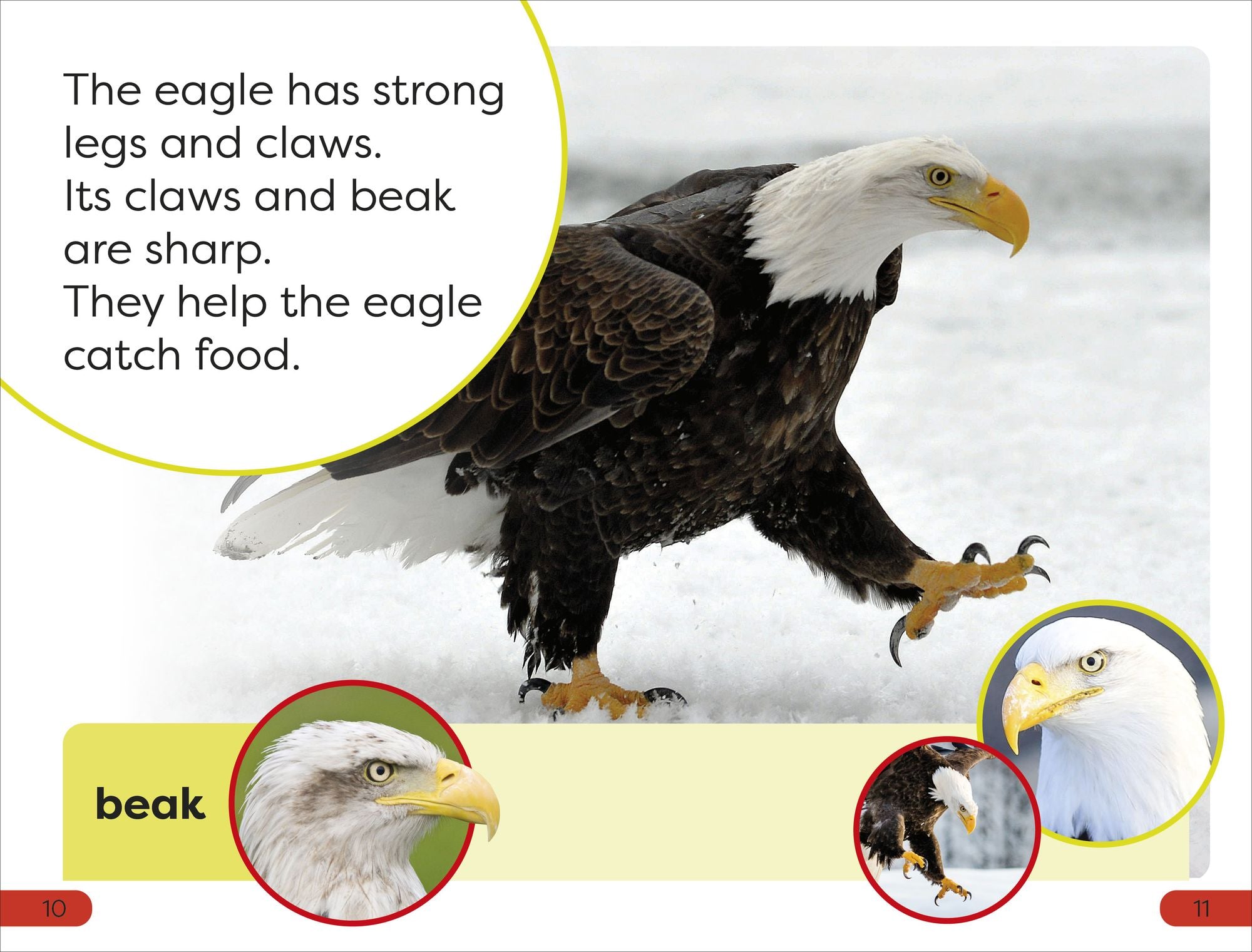 DK Super Readers Pre-level An Eagle's Tale