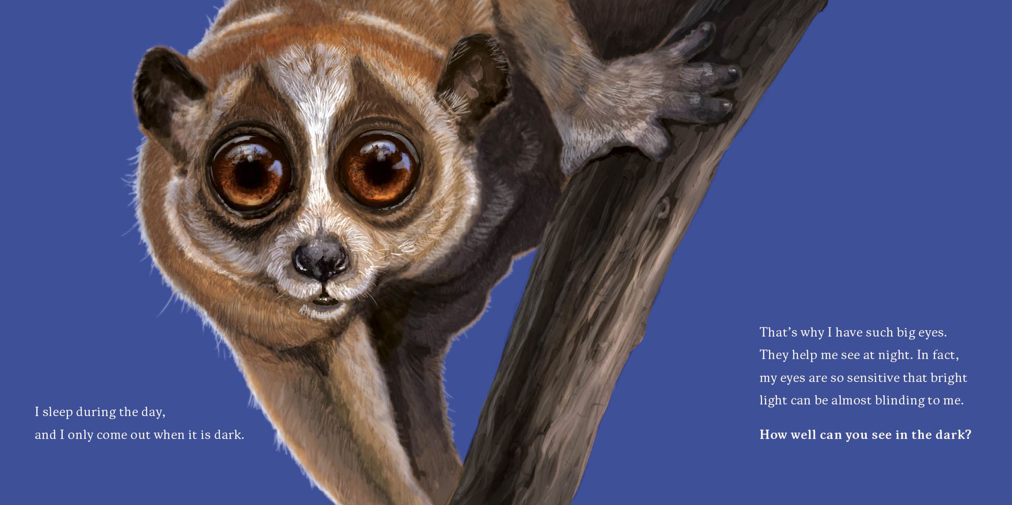 Hello, I'm a Loris (Meet the Wild Things, Book 6)