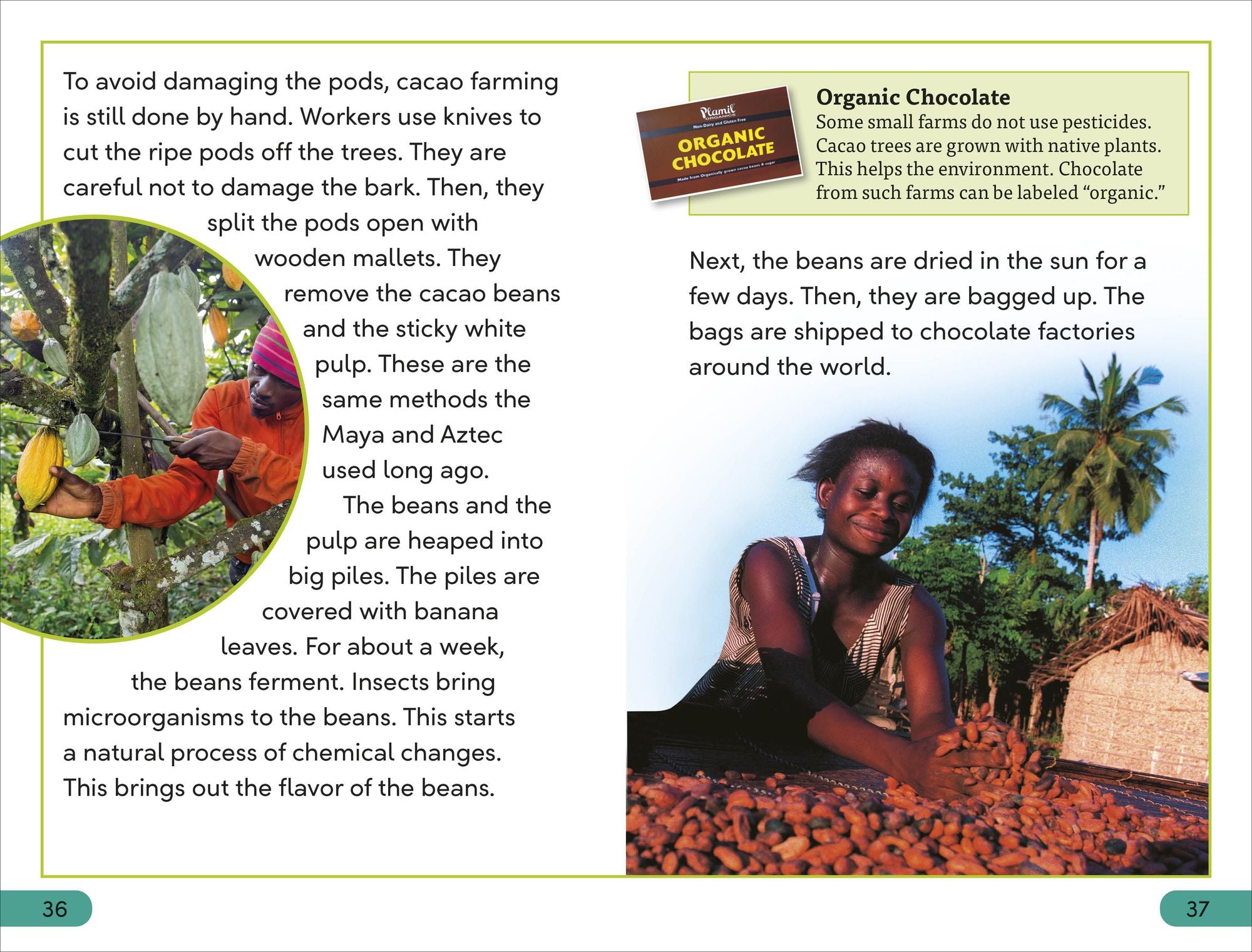 DK Super Readers Level 3 The Story of Chocolate