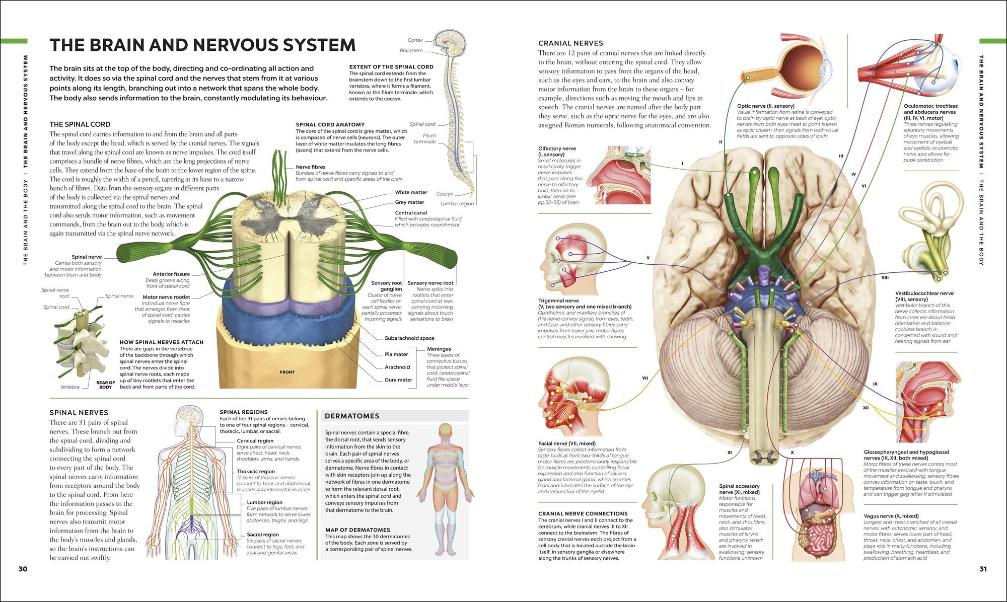 The Human Brain Book: A Visual Guide to the Structure and Function