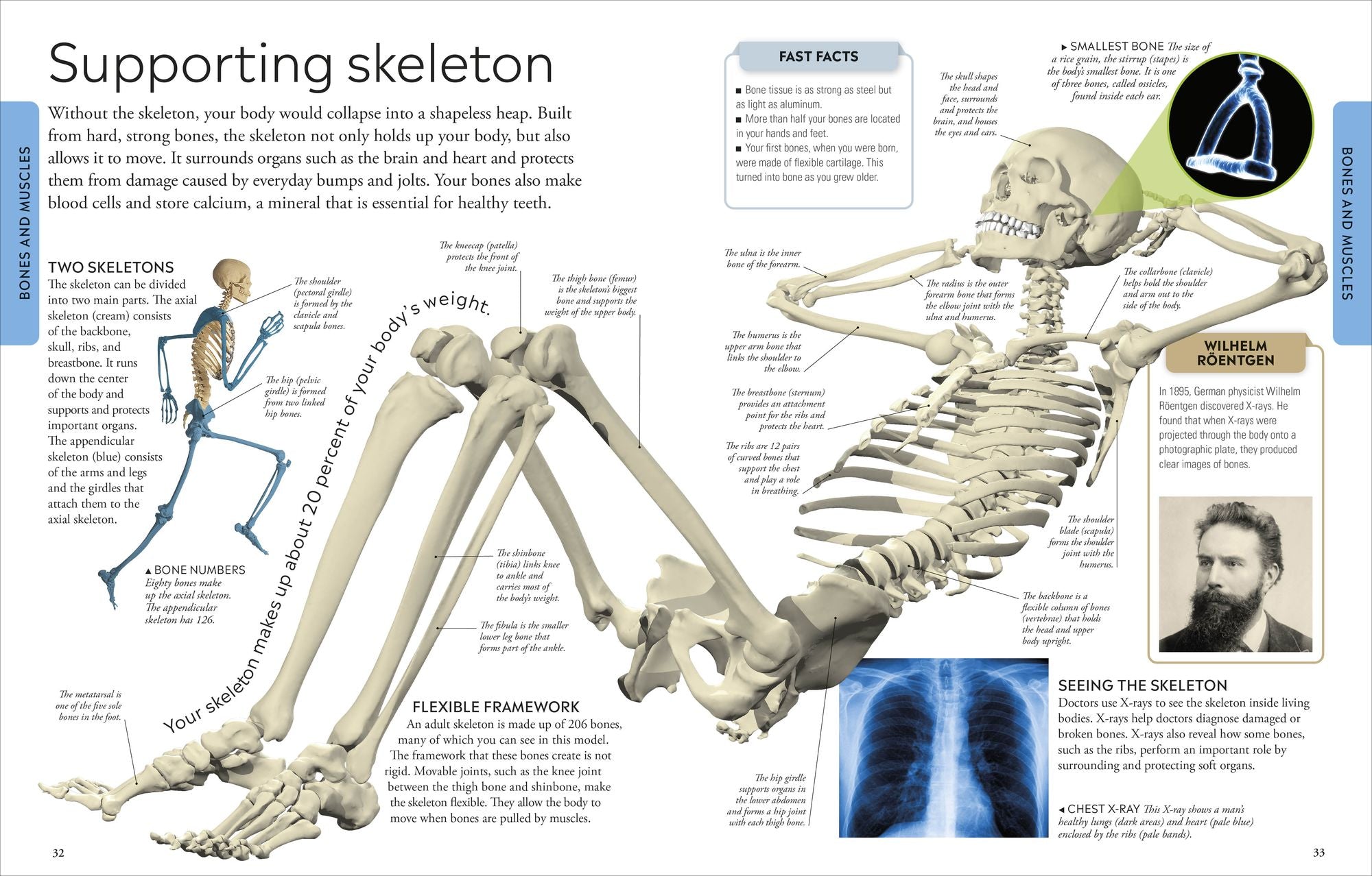 Human Body: A Visual Encyclopedia of How the Body Works