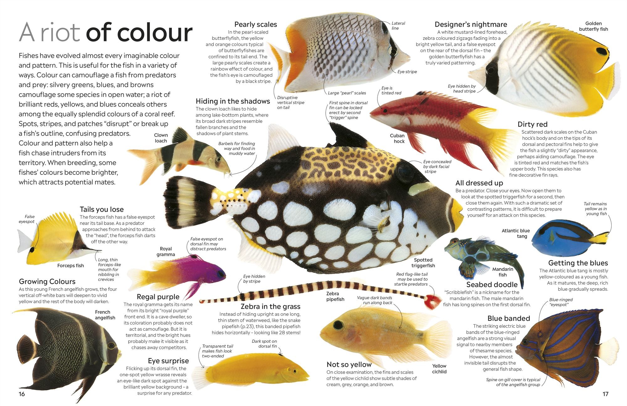 Eyewitness Fish