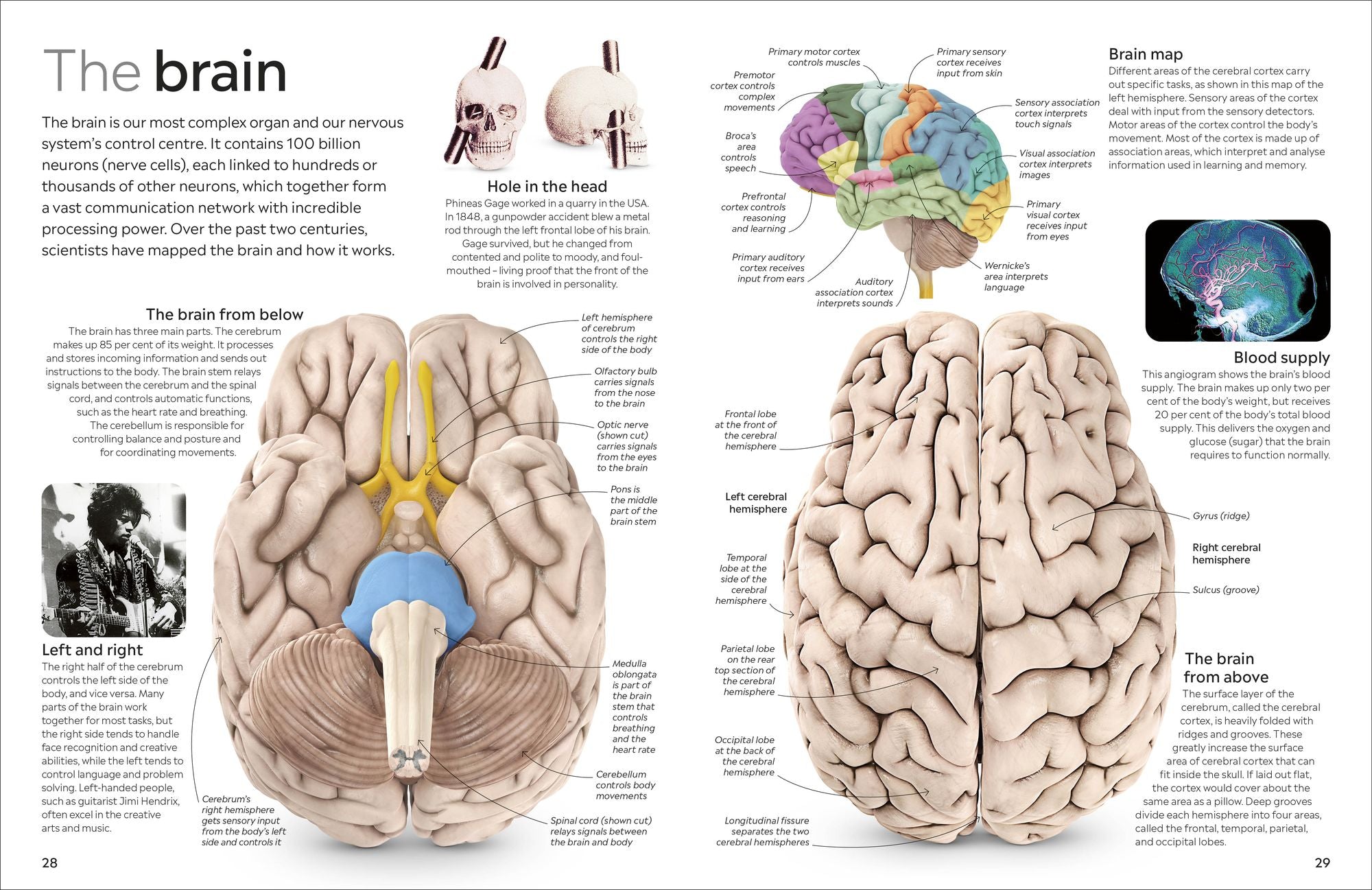 Eyewitness Human Body