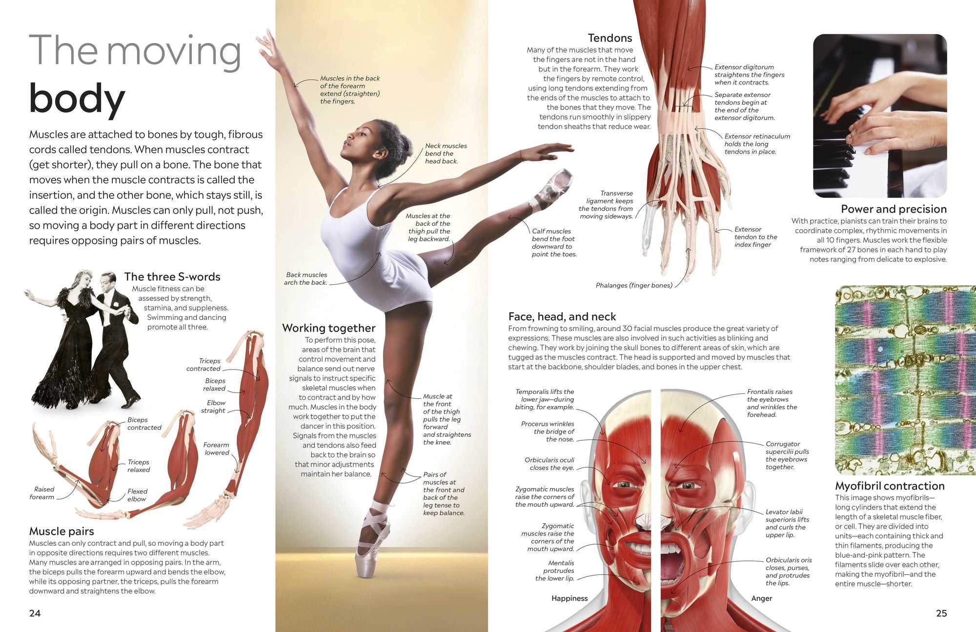 Eyewitness Human Body