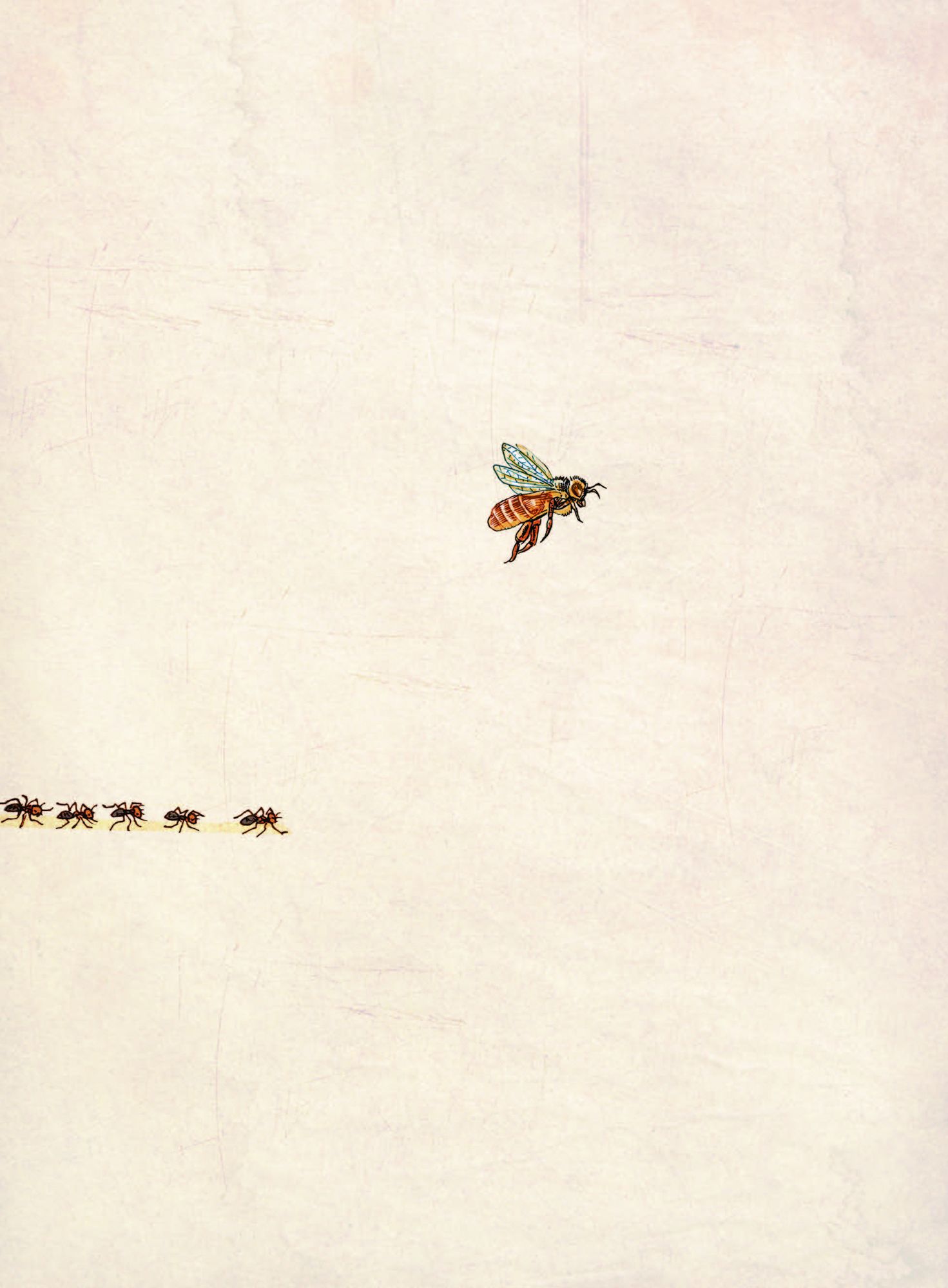 Insectopolis: A Natural History